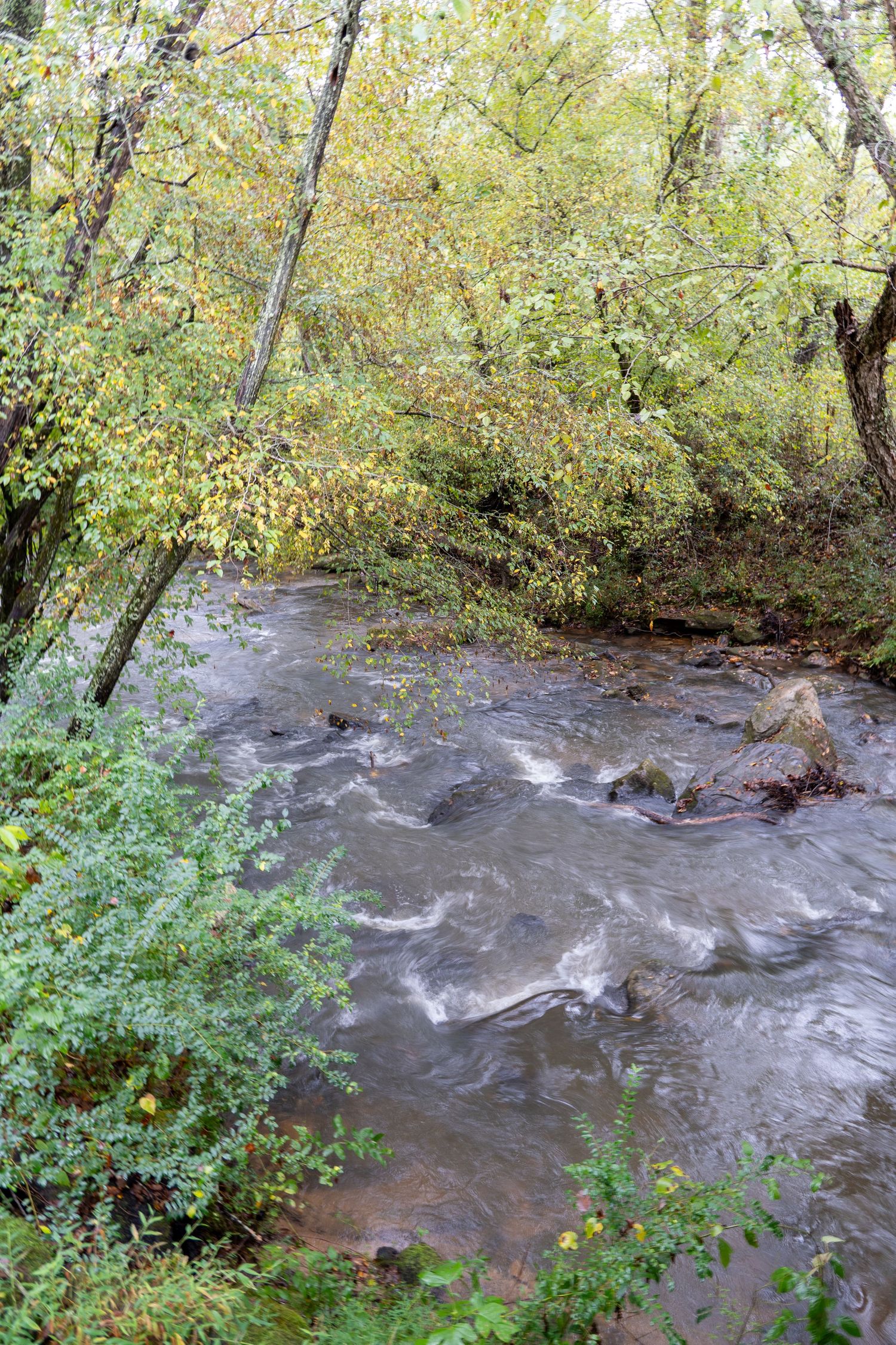 A small, fast-flowing creek runs through a lush green forest, with trees and shrubs lining the banks and rocks visible in the water