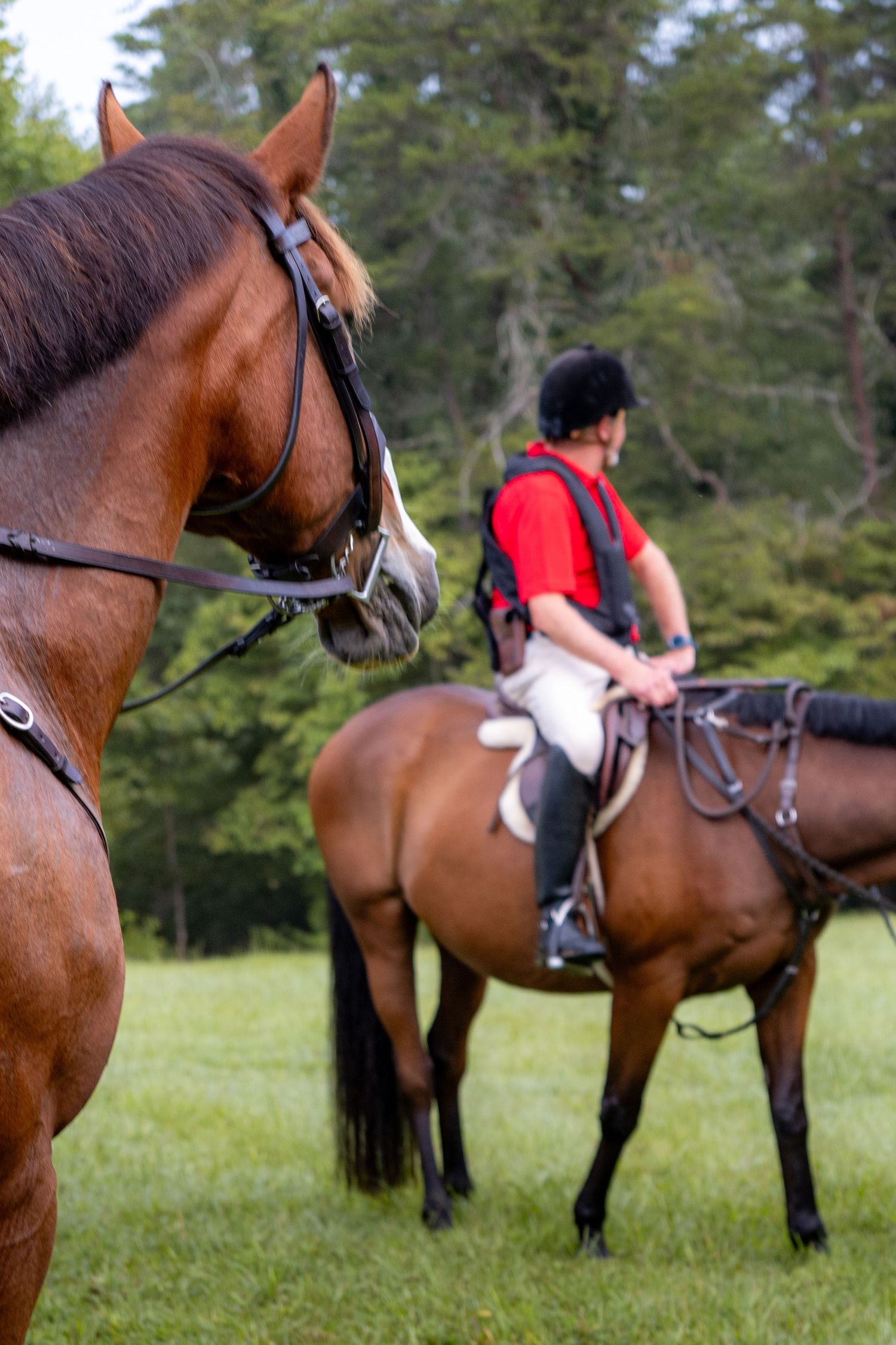 A close-up of a horse in the foreground looking towards a rider in a red shirt on horseback in the background, with green grass and trees