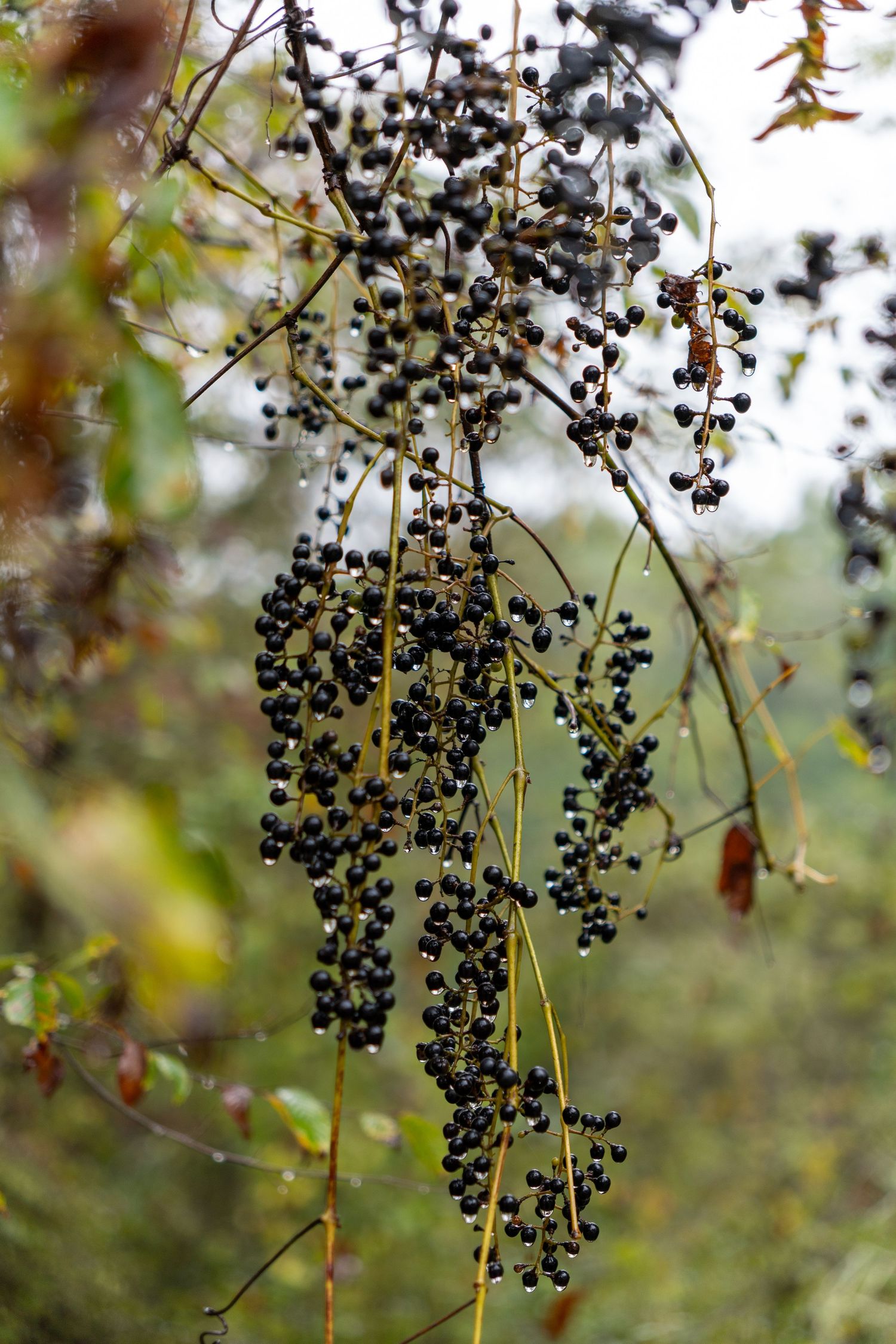 Clusters of small, dark purple berries hang from thin yellowish branches, surrounded by blurred green foliage in the background.