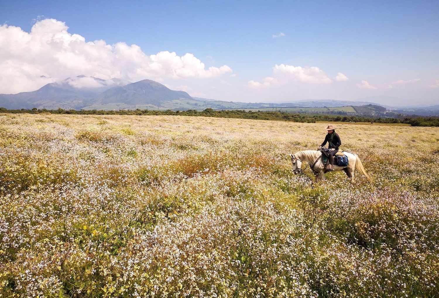A person rides a white horse through a wildflower-strewn meadow with a mountain rising behind and clouds above