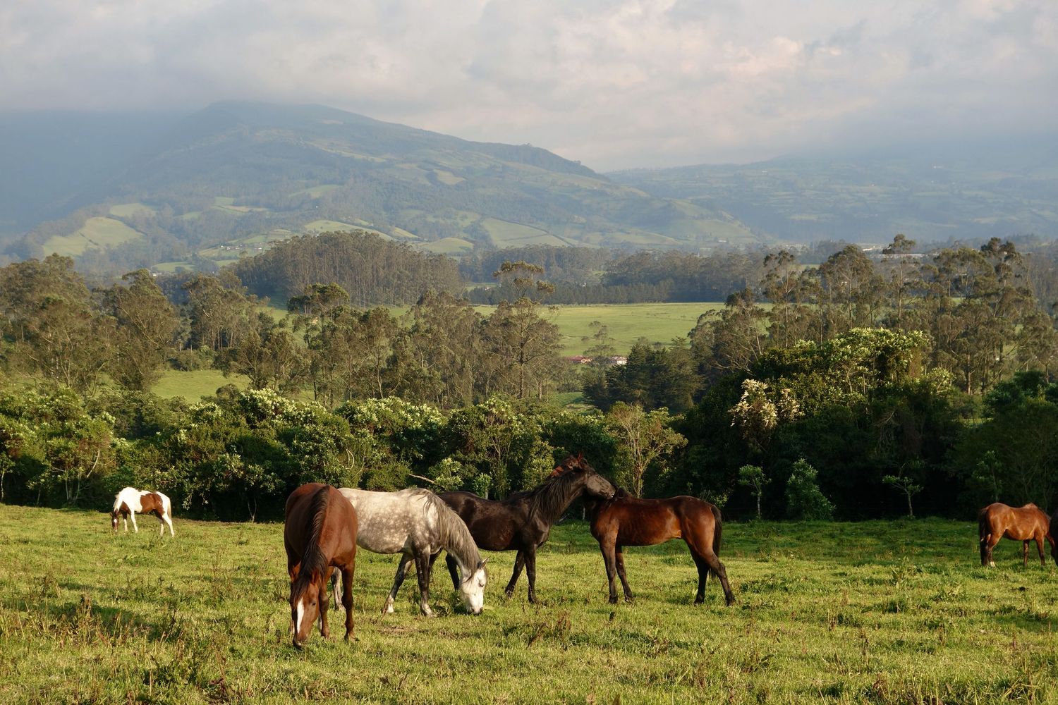Several horses graze on a green grassy field with trees in the background and rolling hills or mountains under a partly cloudy sky.