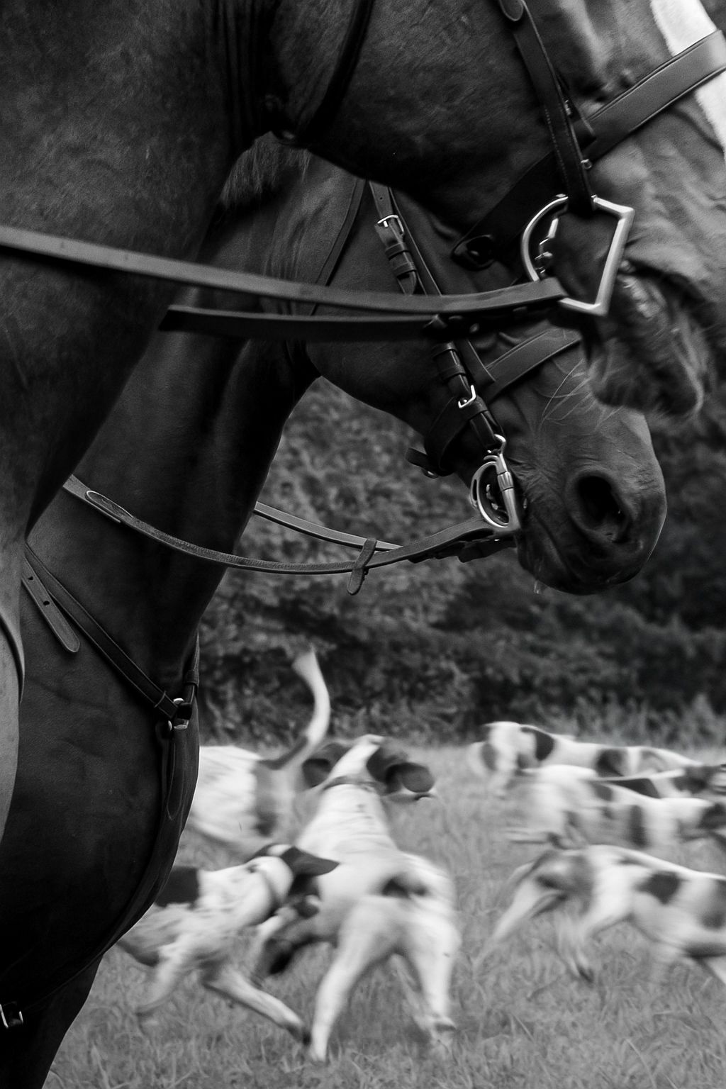 Black and white photo of a horse in profile with bridle, standing still, while a pack of hounds runs energetically in the blurred background