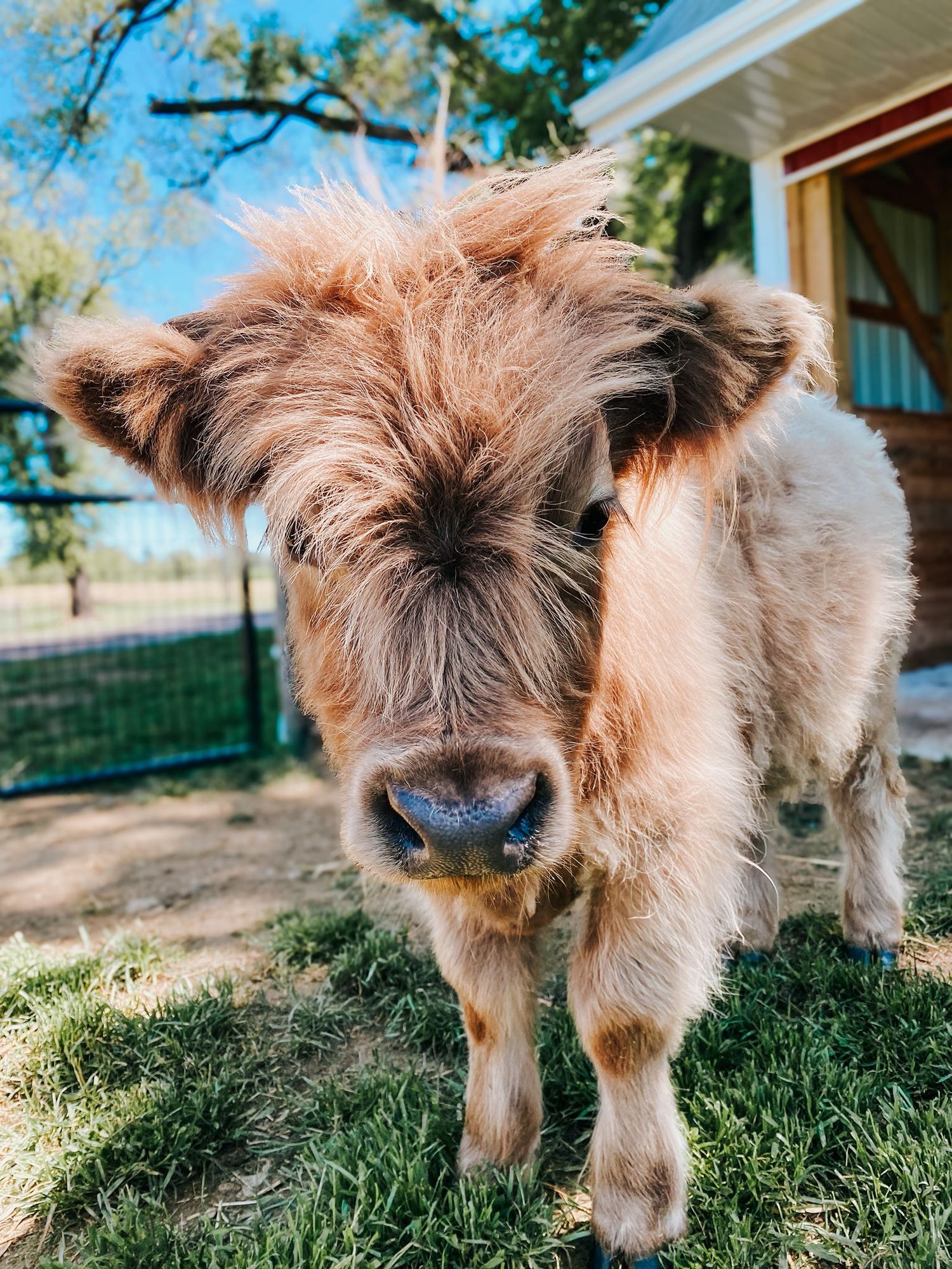 Close-up portrait of a shaggy brown Highland cow calf with fluffy fur standing in green grass.