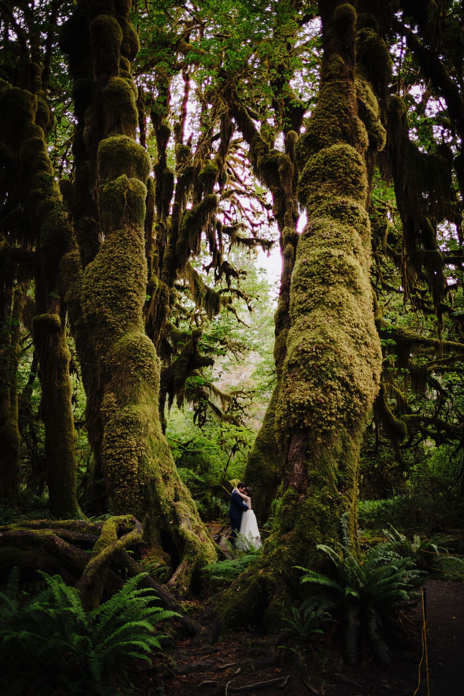 A dramatic wedding photo featuring a couple dwarfed by towering moss-covered trees in an ancient forest.