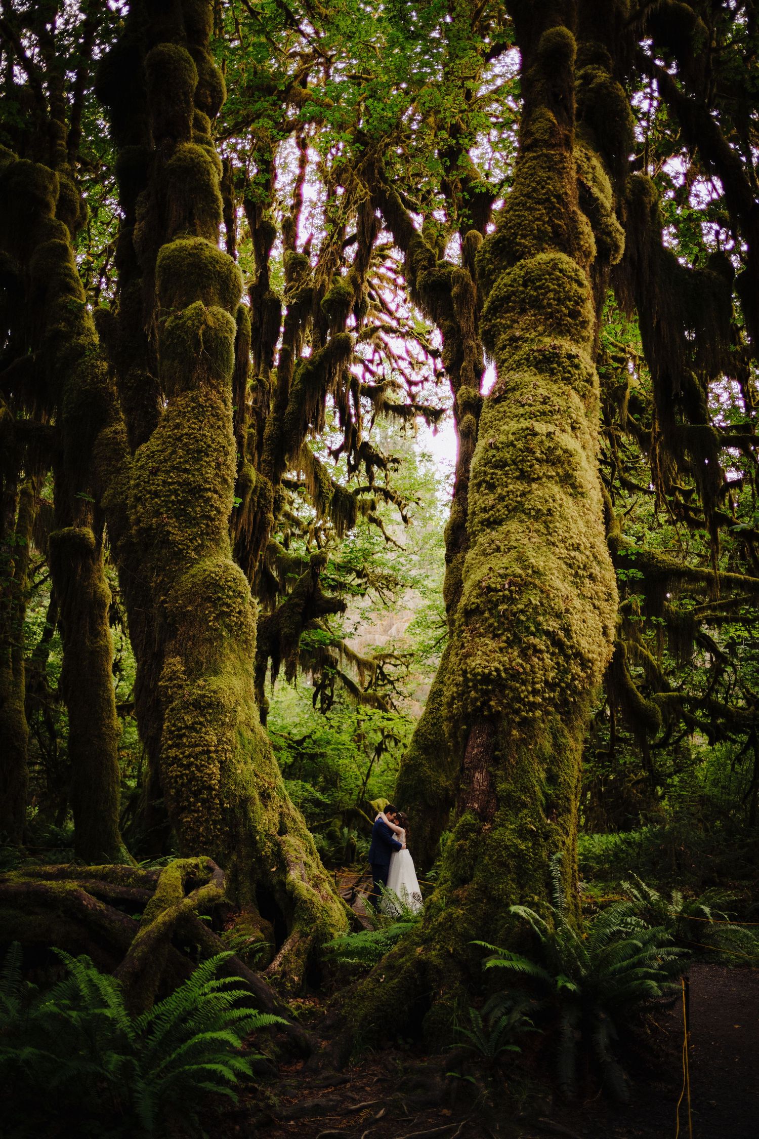 A wedding couple stands dwarfed by massive moss-covered trees in a magical forest scene.
