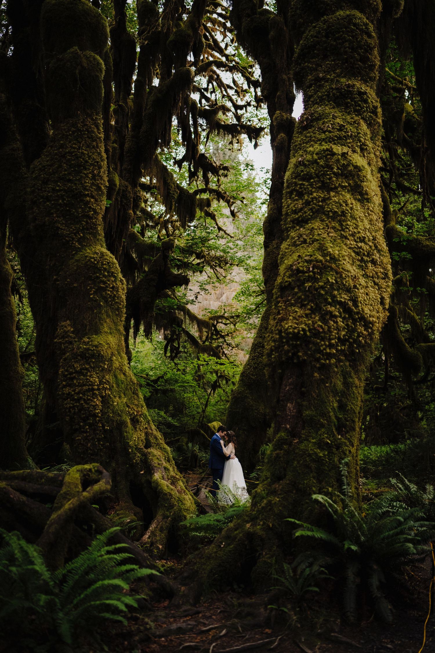 A romantic wedding portrait between giant moss-covered trees in a mystical forest.