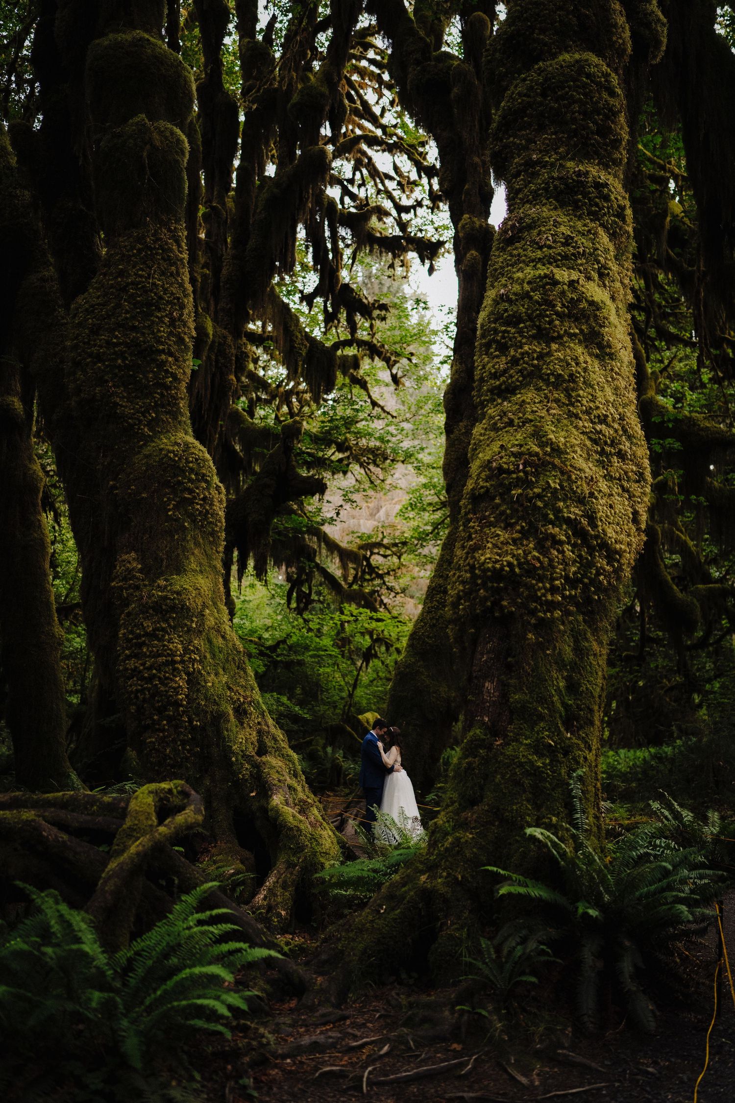 A romantic wedding photo among towering moss-covered trees in an enchanted forest setting.