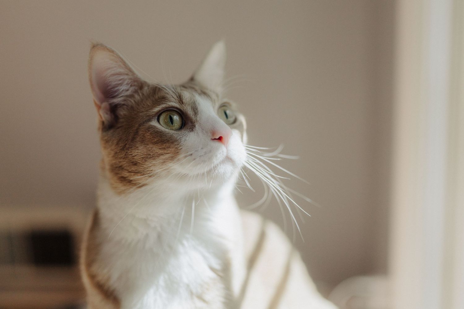 Close-up portrait of white and brown cat looking up with alert expression.