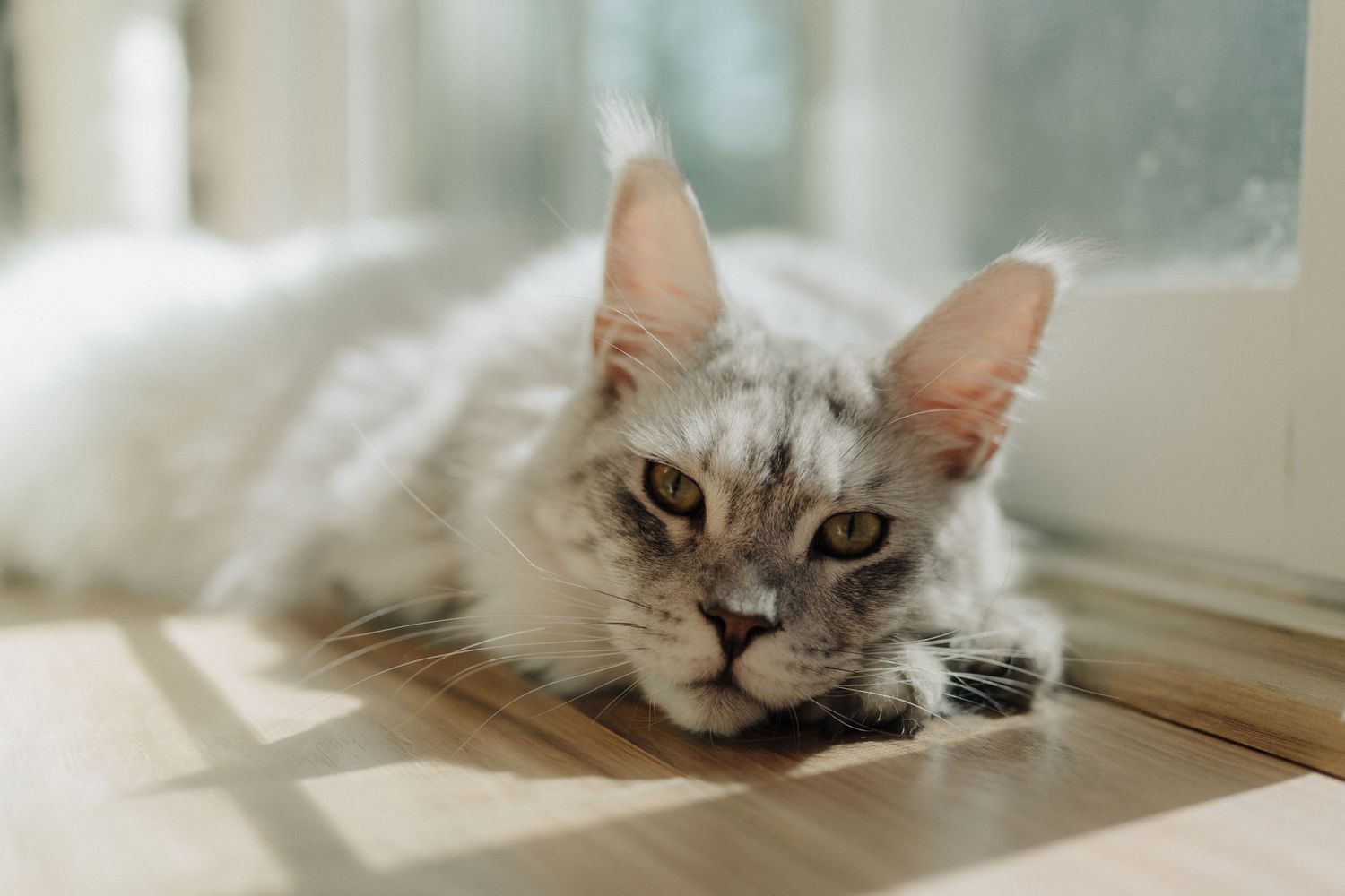 Gray cat lounging near window in soft natural light.