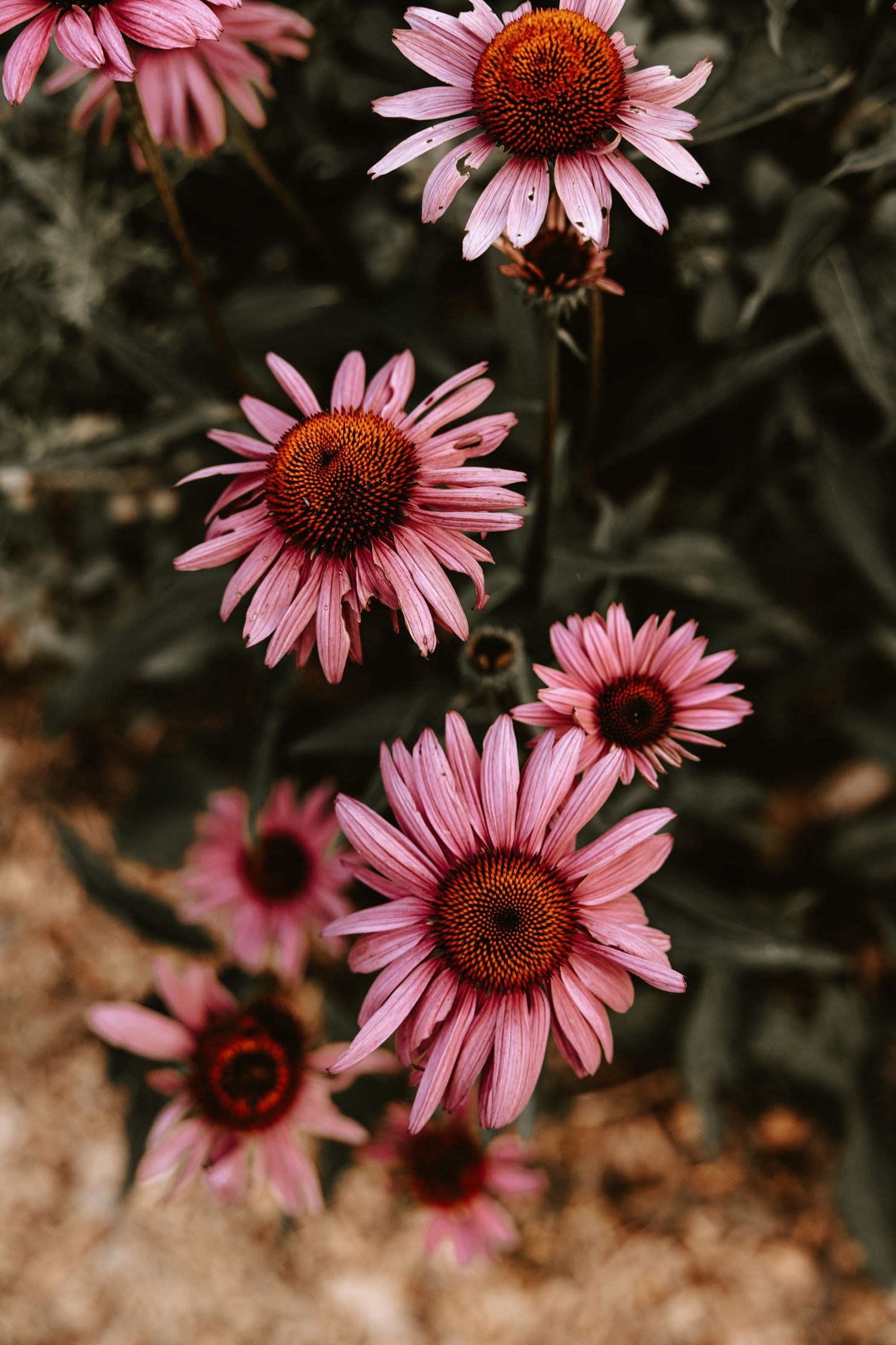 Kristy Marie Photography background flowers