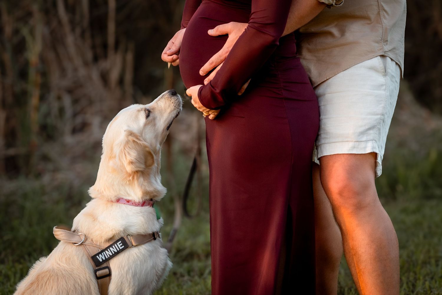Pregnant woman in burgundy dress with partner and golden retriever puppy sniffing baby bump outdoors.
