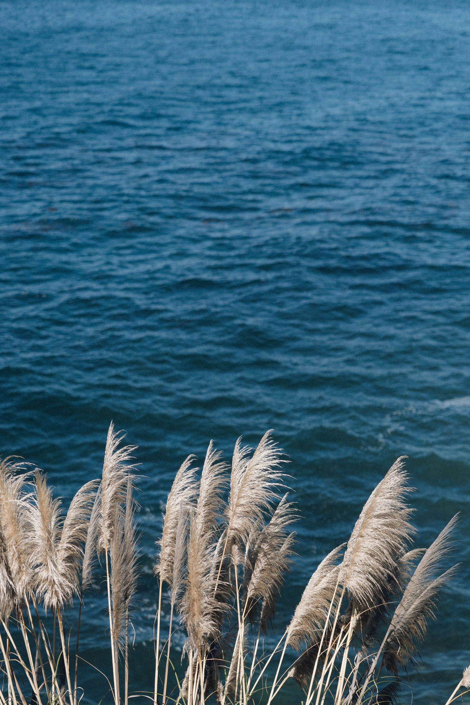 White pampas grass plumes sway against a deep blue ocean backdrop creating a serene coastal scene.