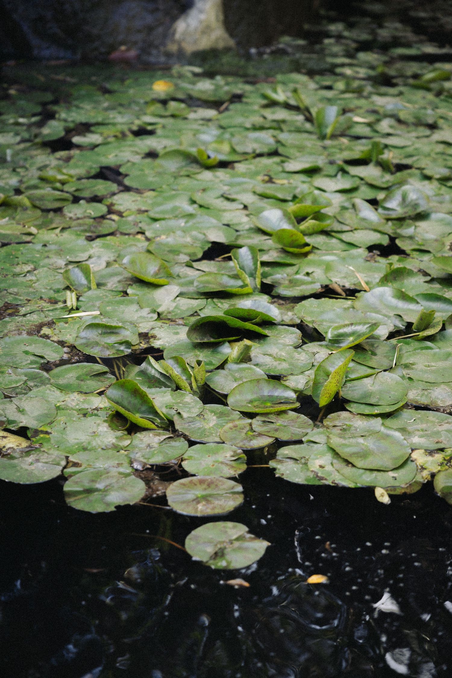 Green lily pads floating on dark pond water, creating a lush natural aquatic garden scene.