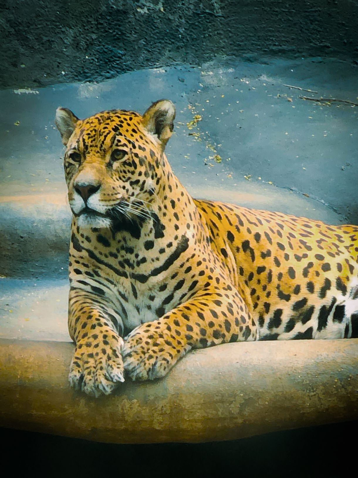 Onça no zoologico
