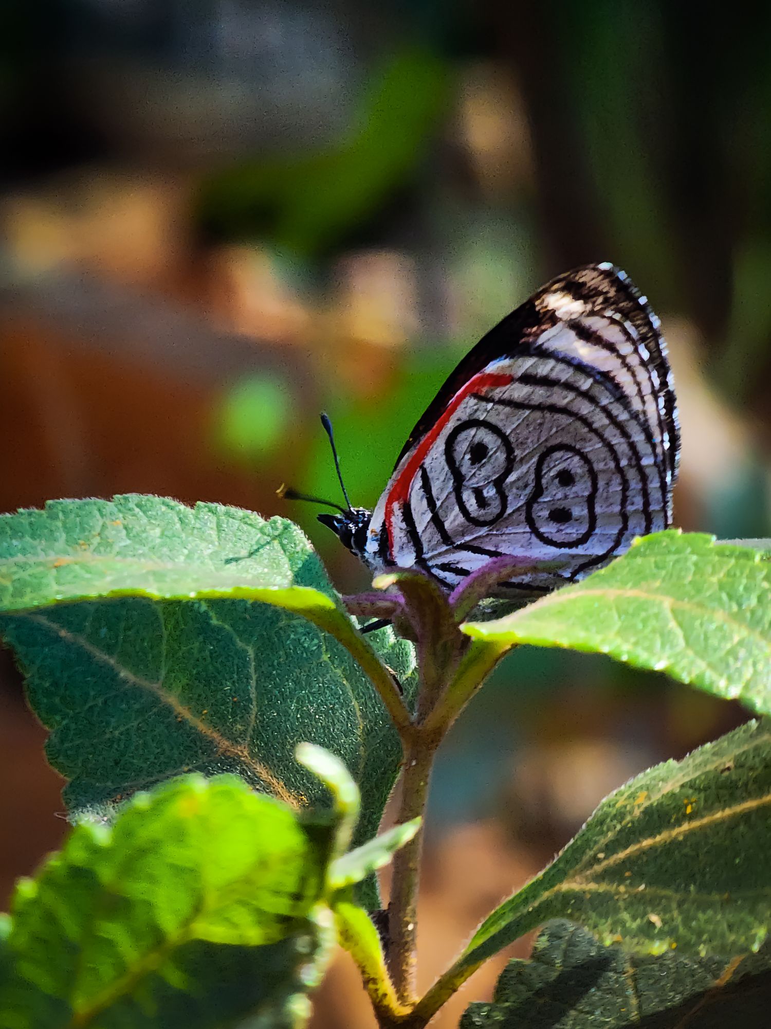 Foto da Borboleta 88