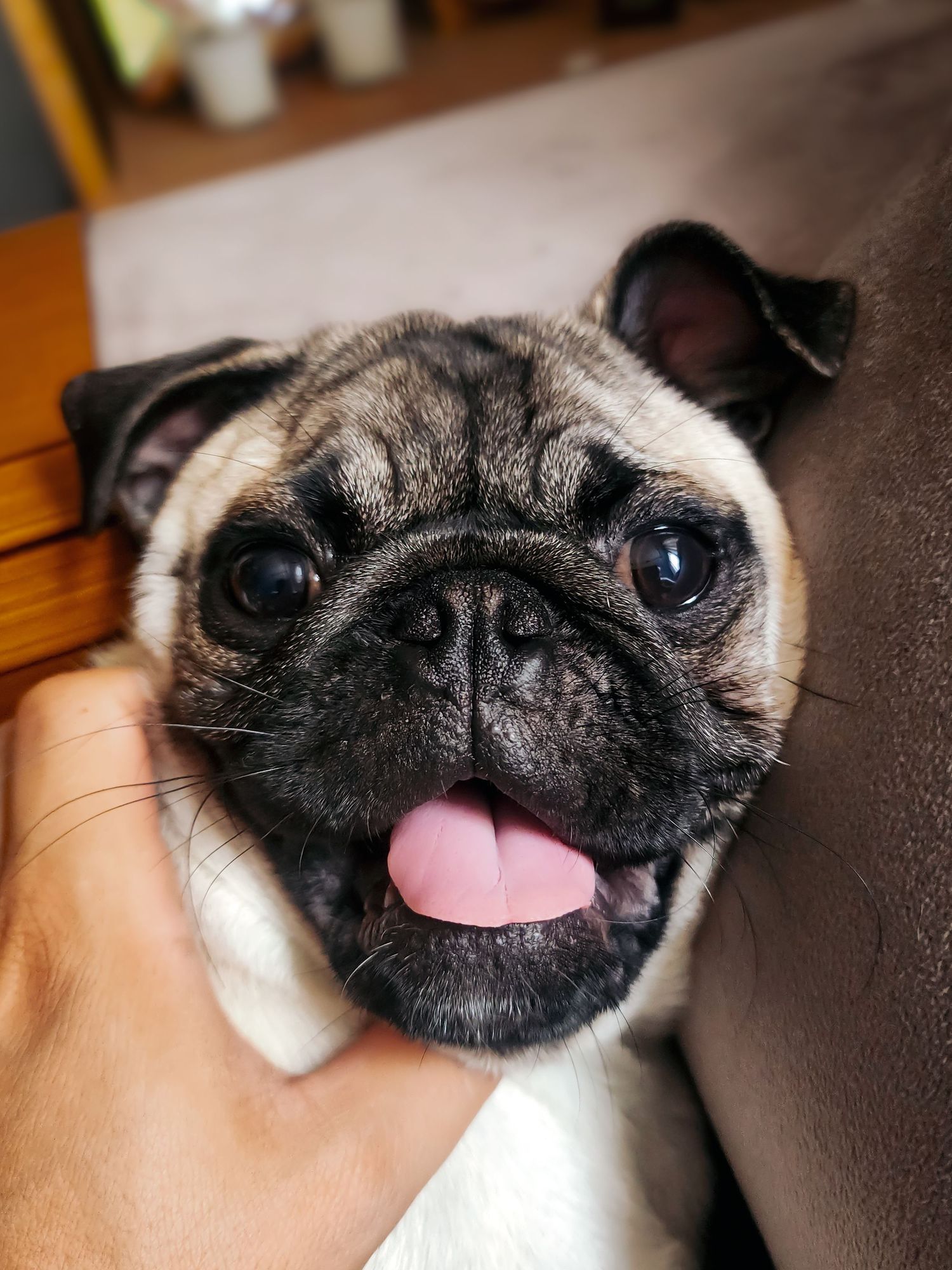 Zeca, o pug