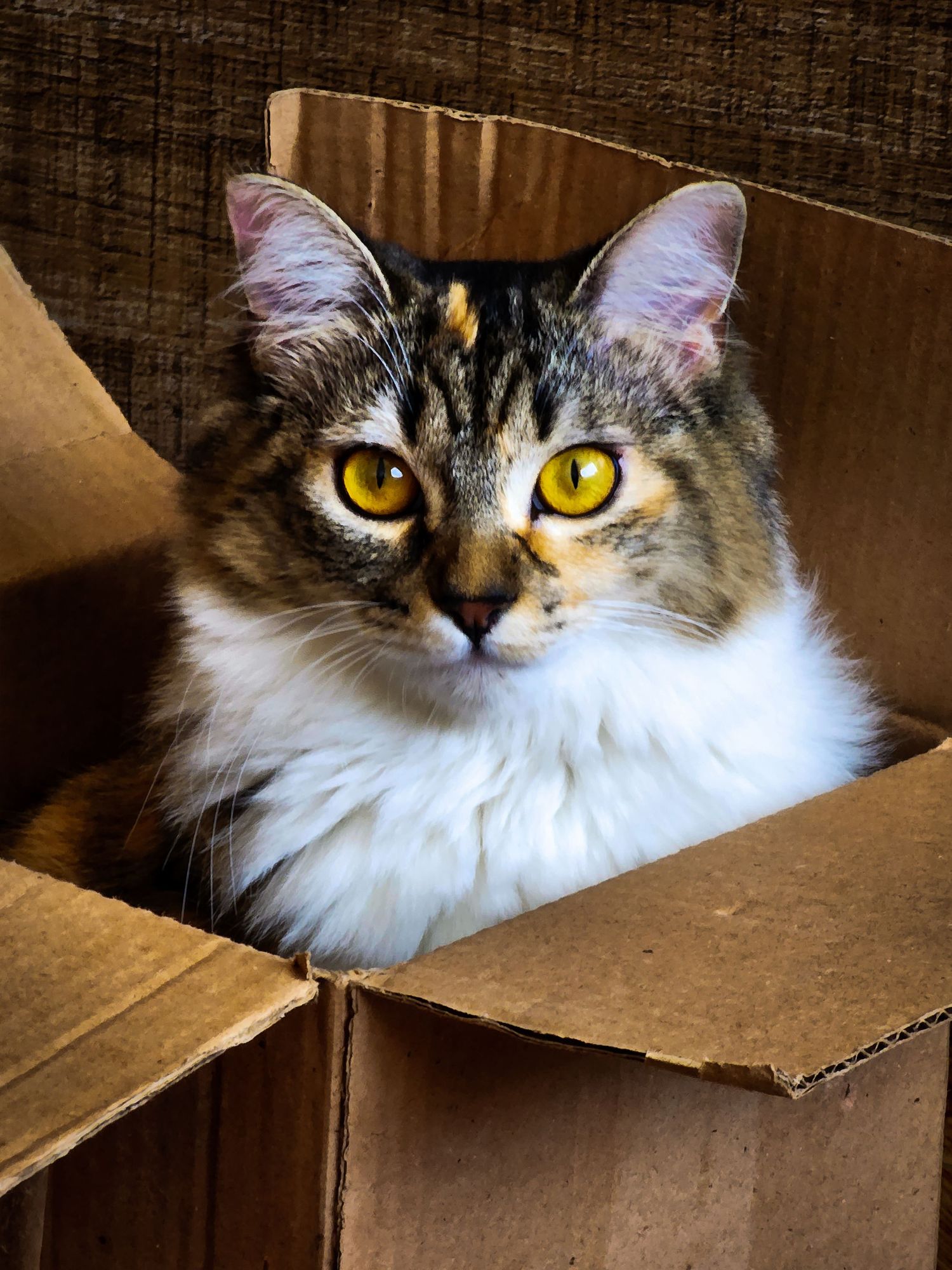 Gato na caixa