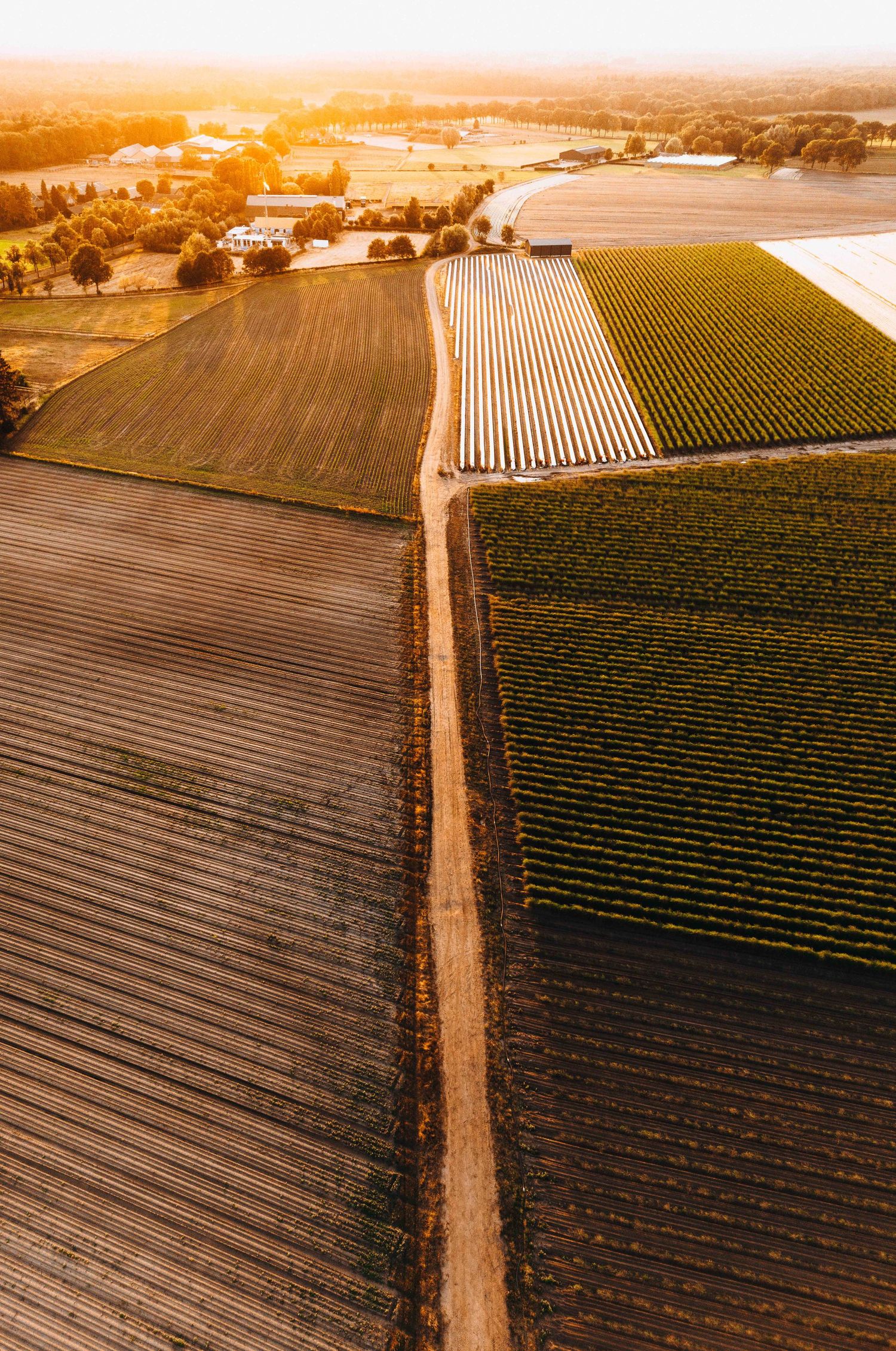 Luchtfoto van landbouwvelden in de avondzon met symmetrische lijnen te Stiphout, Noord-Brabant. Nederland.
