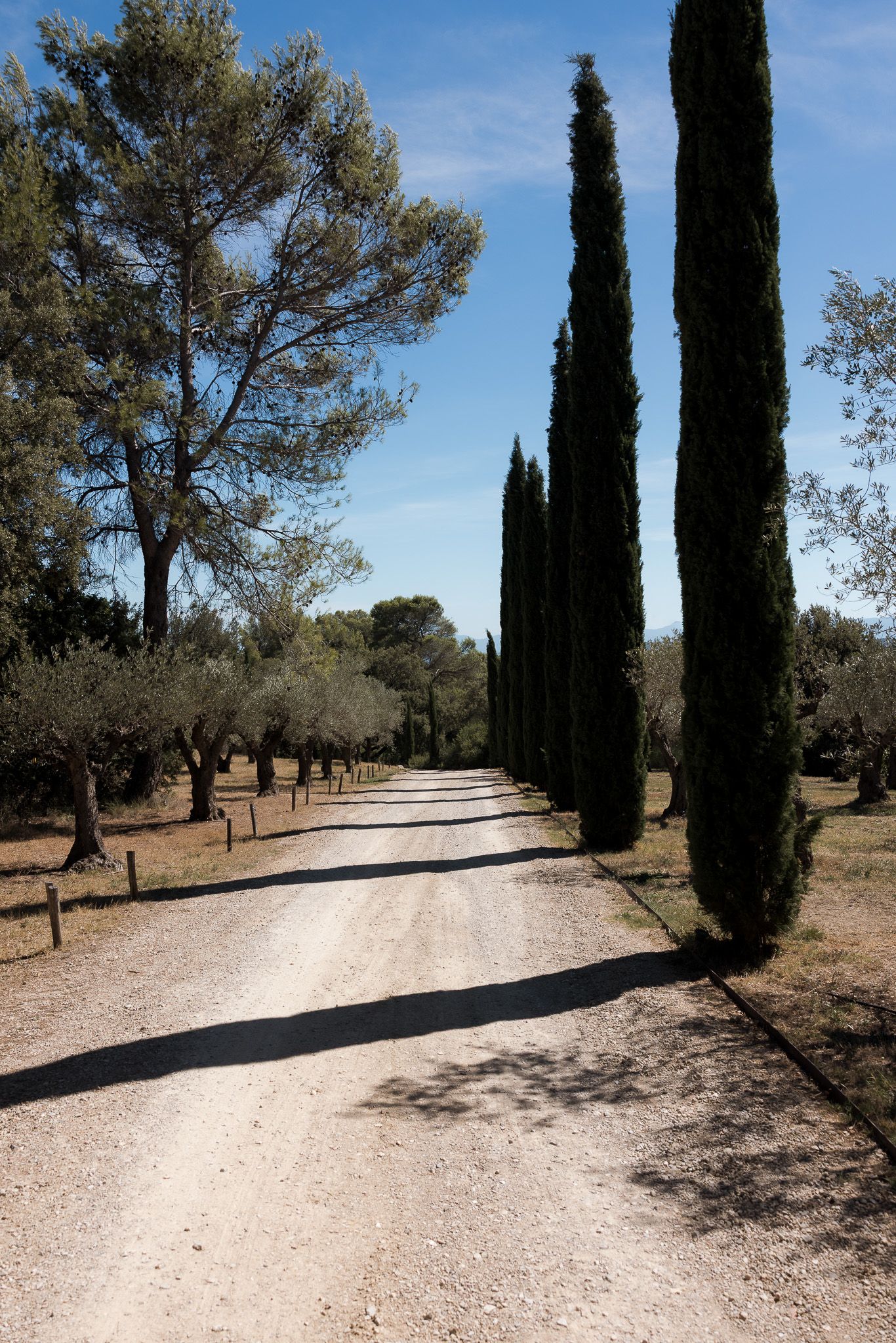 A sunlit gravel driveway lined with tall cypress trees and olive trees under a clear blue sky.