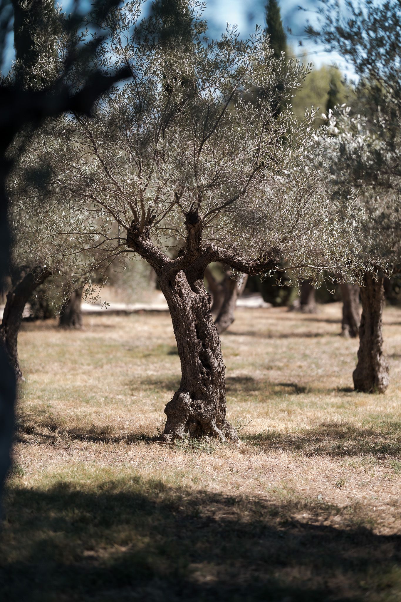 Ancient olive trees with gnarled trunks stand in a sun-dappled grove, their silver-green leaves shimmering in natural light.