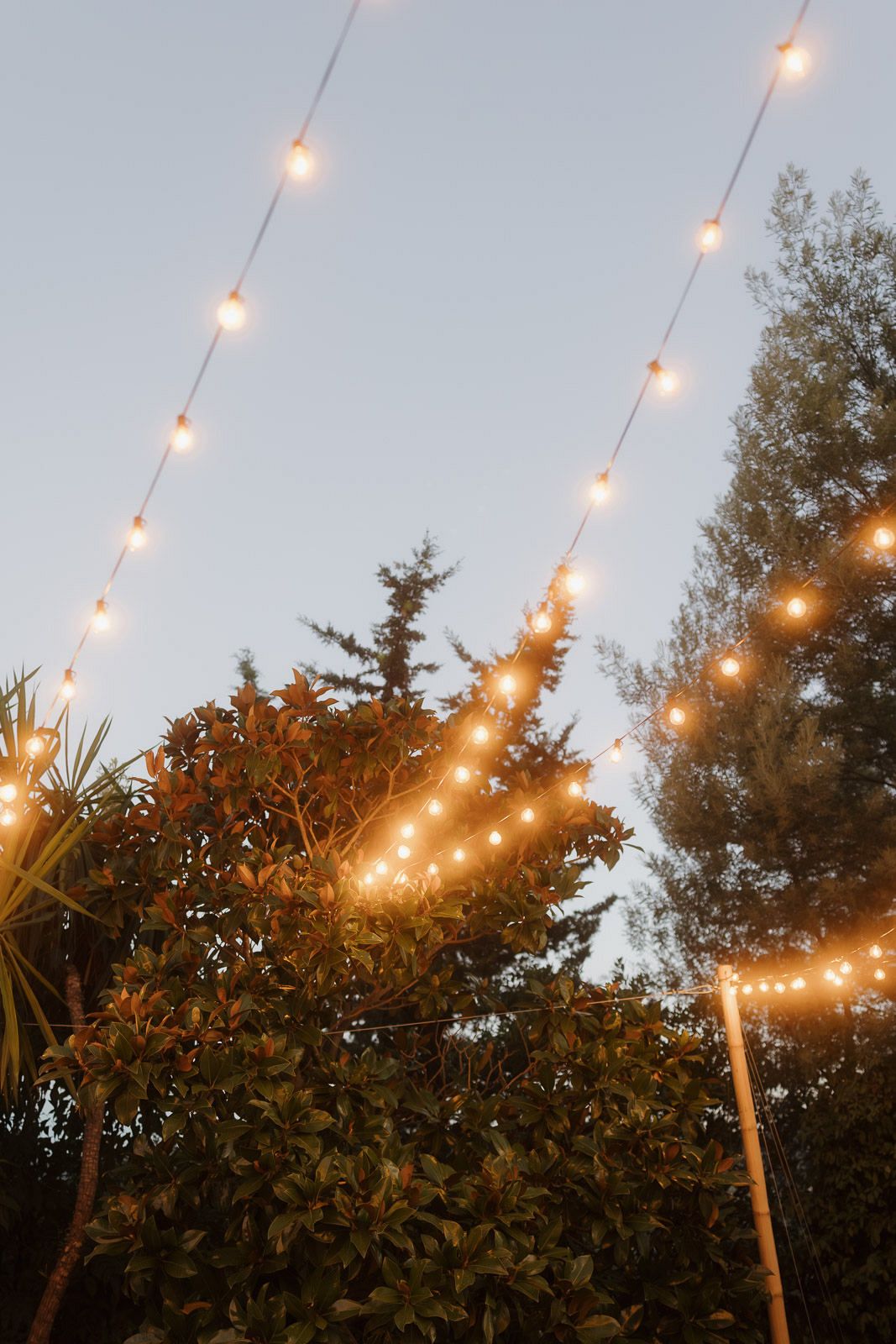 String lights illuminate a twilight sky above trees creating a warm and magical outdoor ambiance.