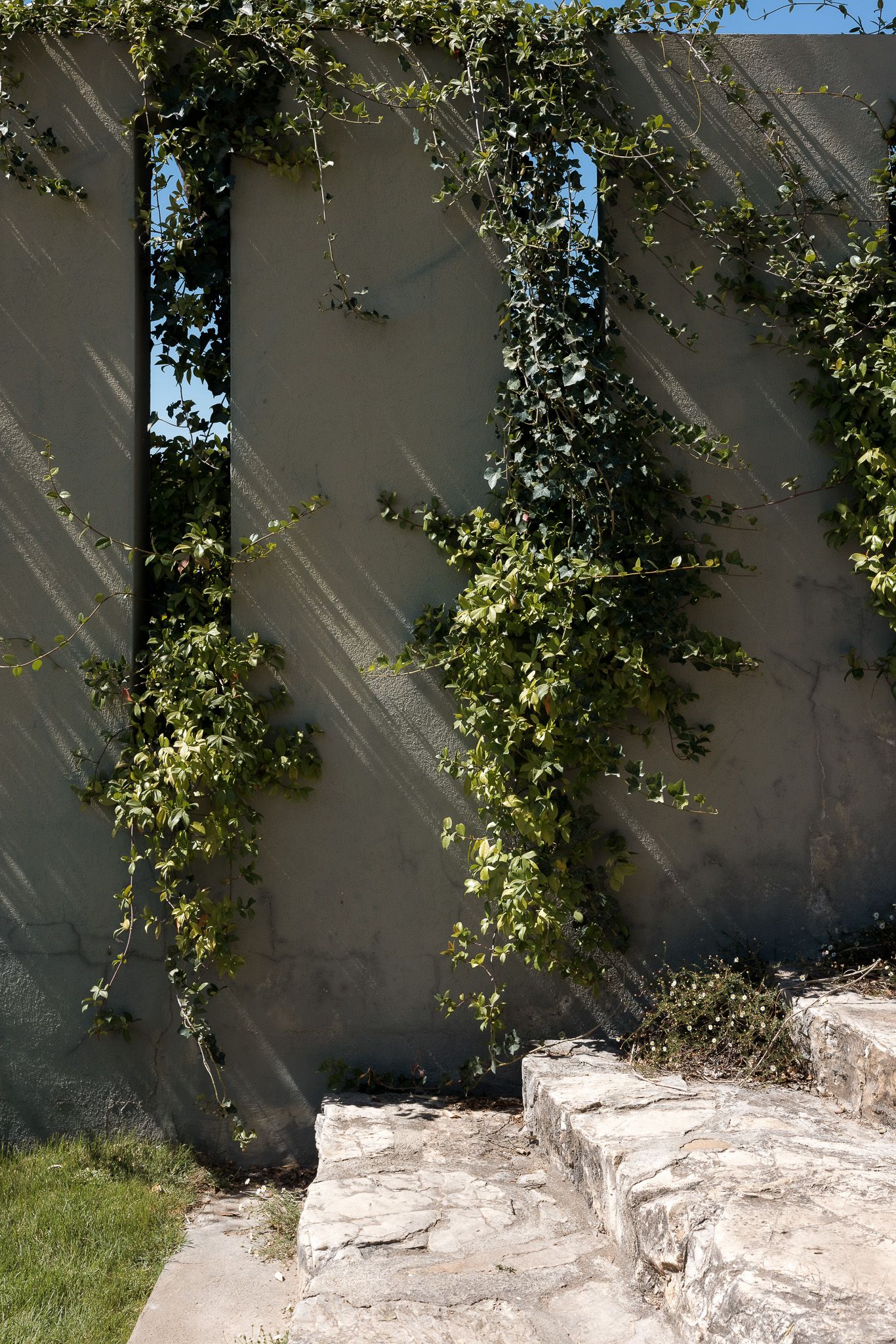 Stone steps lead to a sunlit stucco wall adorned with climbing green ivy vines against a clear blue sky.
