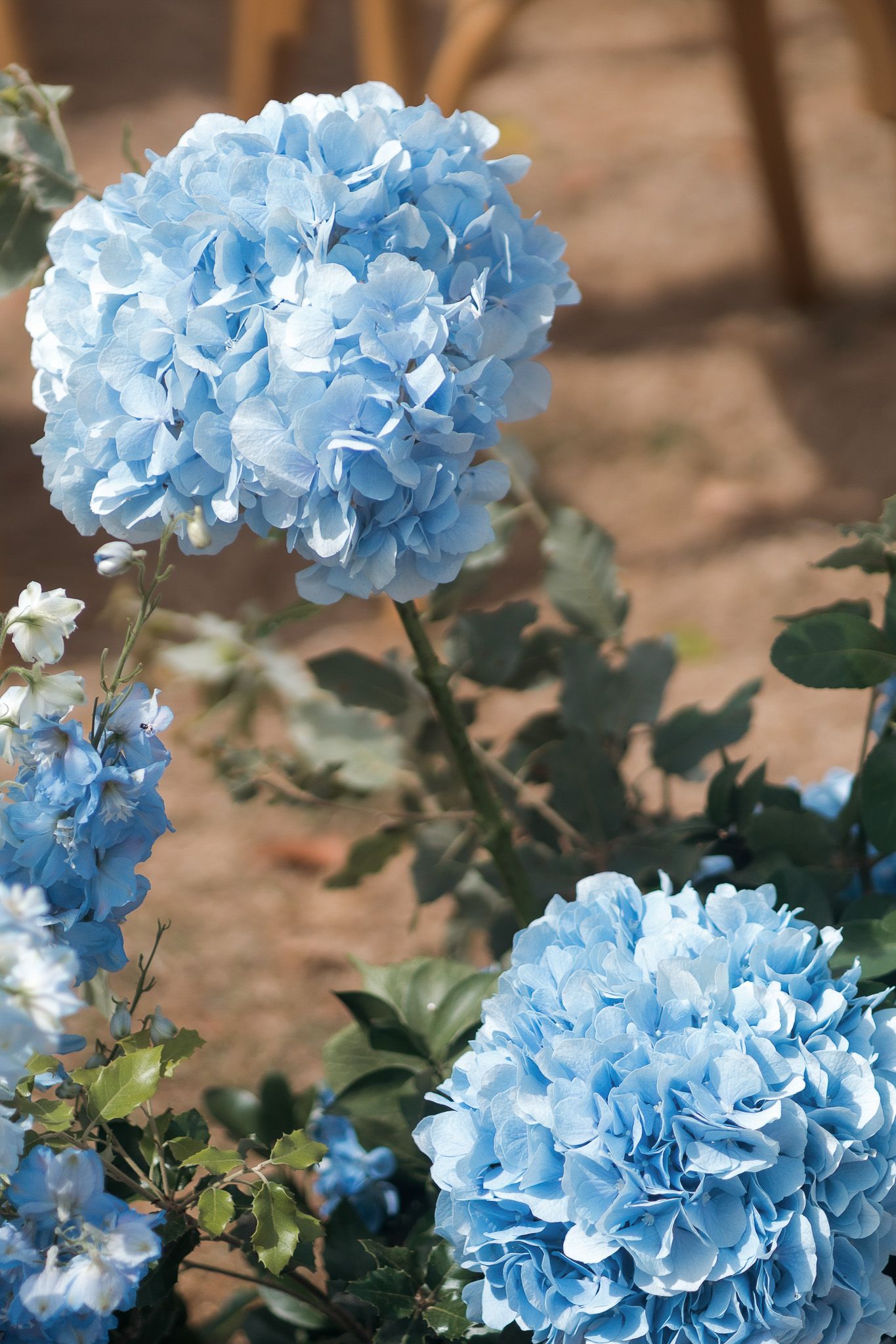 Clusters of light blue hydrangea flowers in full bloom surrounded by green leaves in a sunny garden setting.