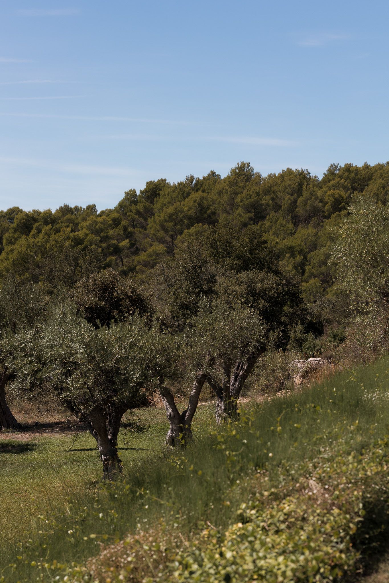 Olive trees growing on a green hillside with a dense forest backdrop under a clear blue sky.