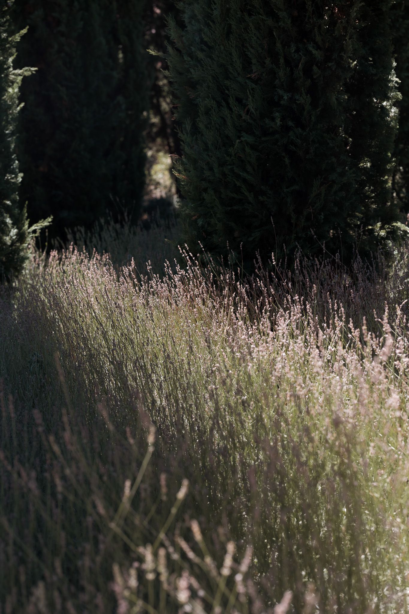 Sunlit lavender field with tall grasses glowing in warm light, framed by dark evergreen cypress trees in the background.
