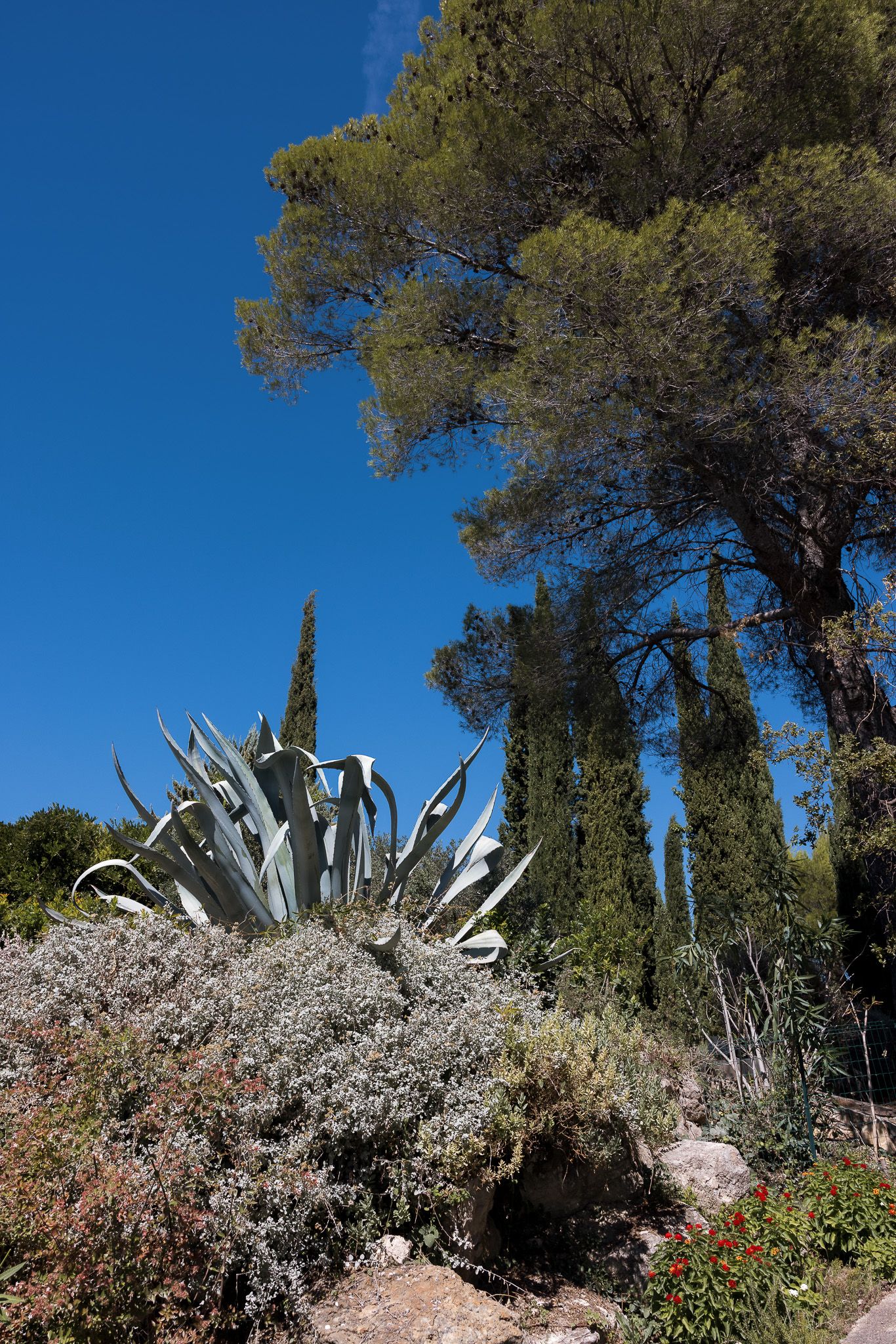 Large agave plant surrounded by Mediterranean shrubs and tall cypress trees under a clear blue sky.