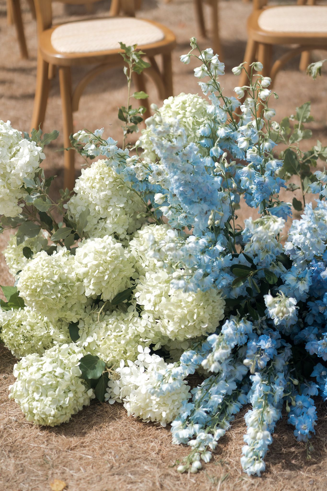 White hydrangeas and blue delphiniums arranged on the ground at an outdoor wedding ceremony with wooden chairs.