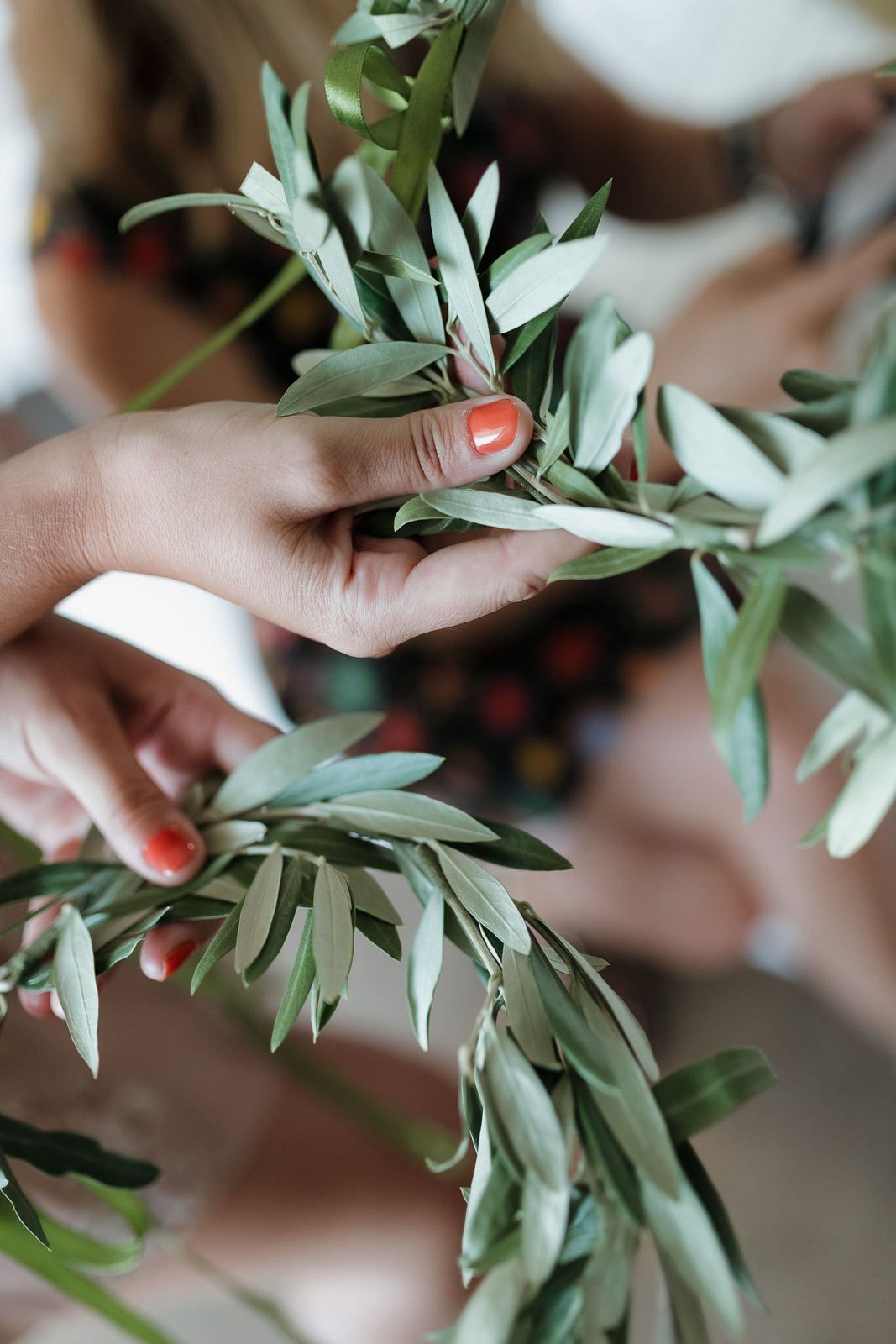 Fresh olive branches with silvery green leaves being held and arranged.