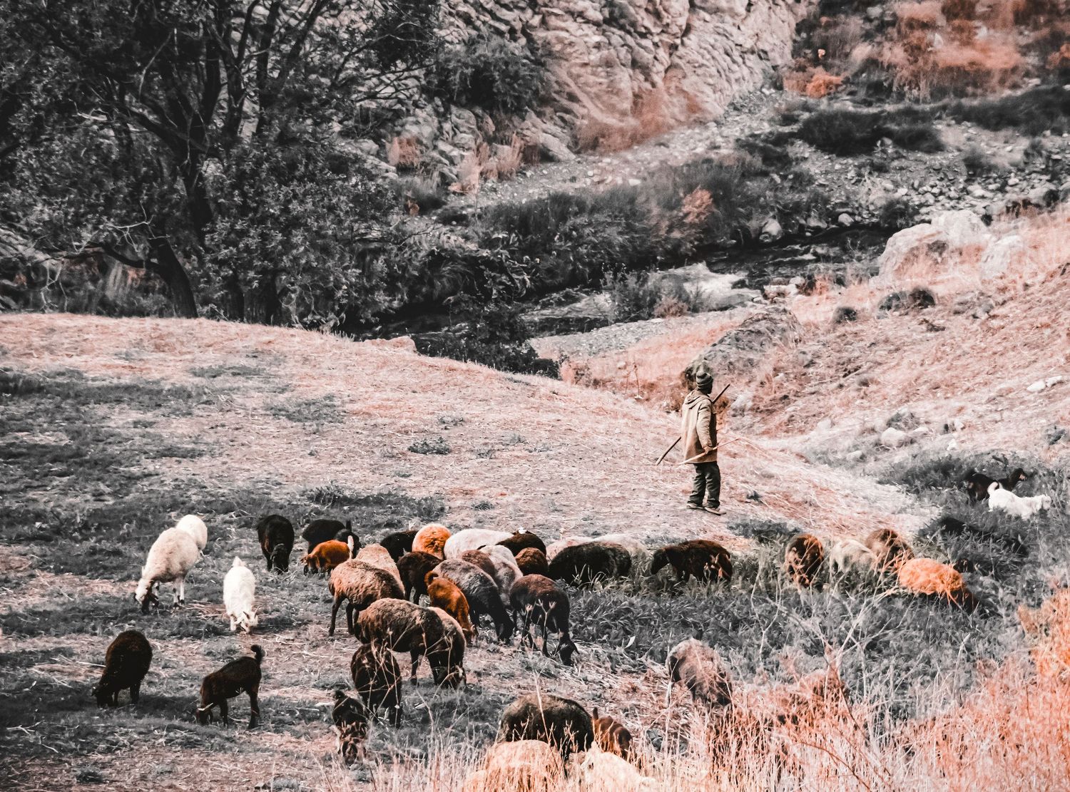 Pastoral scene of sheep grazing on hillside with shepherd in warm sunlit landscape.