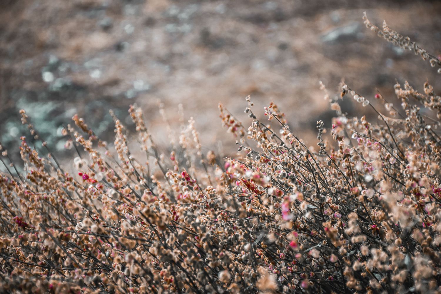 Close-up of delicate pink winter blossoms with soft bokeh background effect.