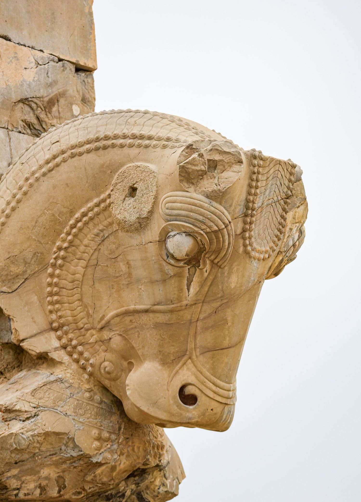 Ornately carved stone horse head with detailed decorative patterns from ancient Persian architecture.