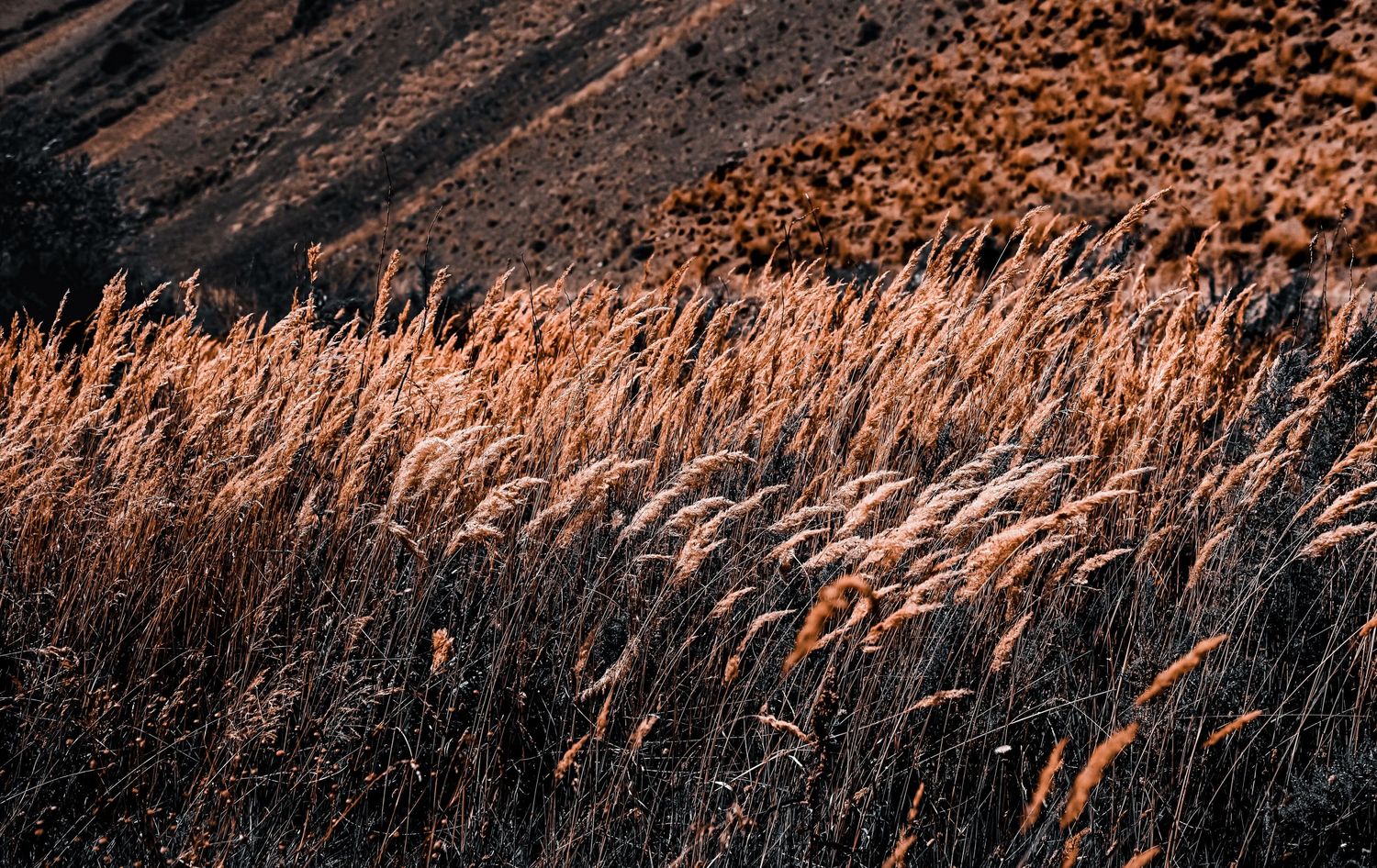 Sepia-toned landscape photo of wheat grass swaying in golden sunlight.