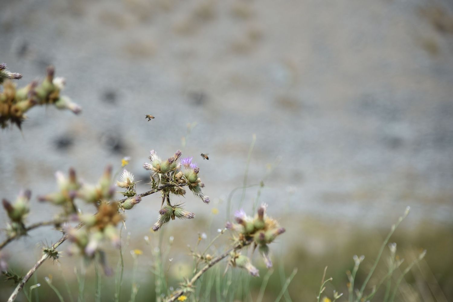 Delicate wildflowers blooming in soft focus against blurred background.