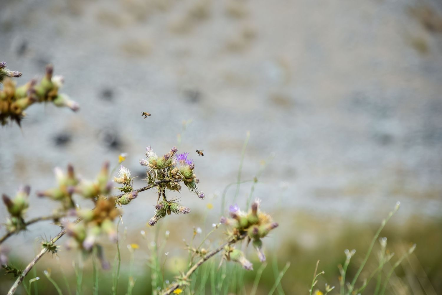 Close-up of delicate wildflowers with soft bokeh effect against a blurred background.