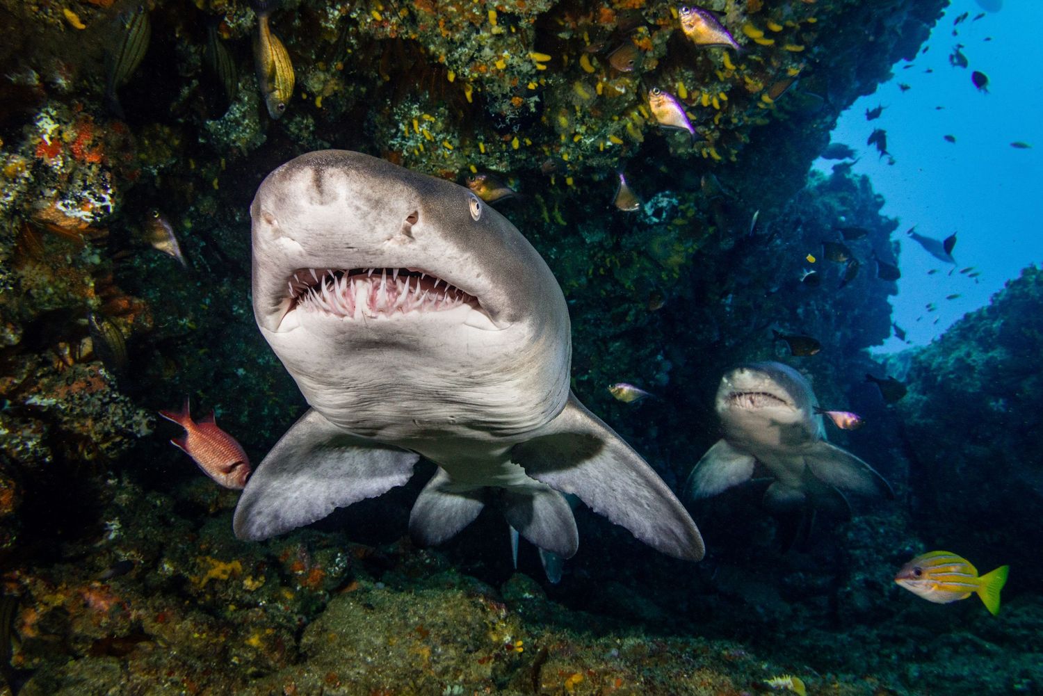 Close up photo of a sand tiger shark (Carcharias taurus) in Aliwal shoal, South Africa