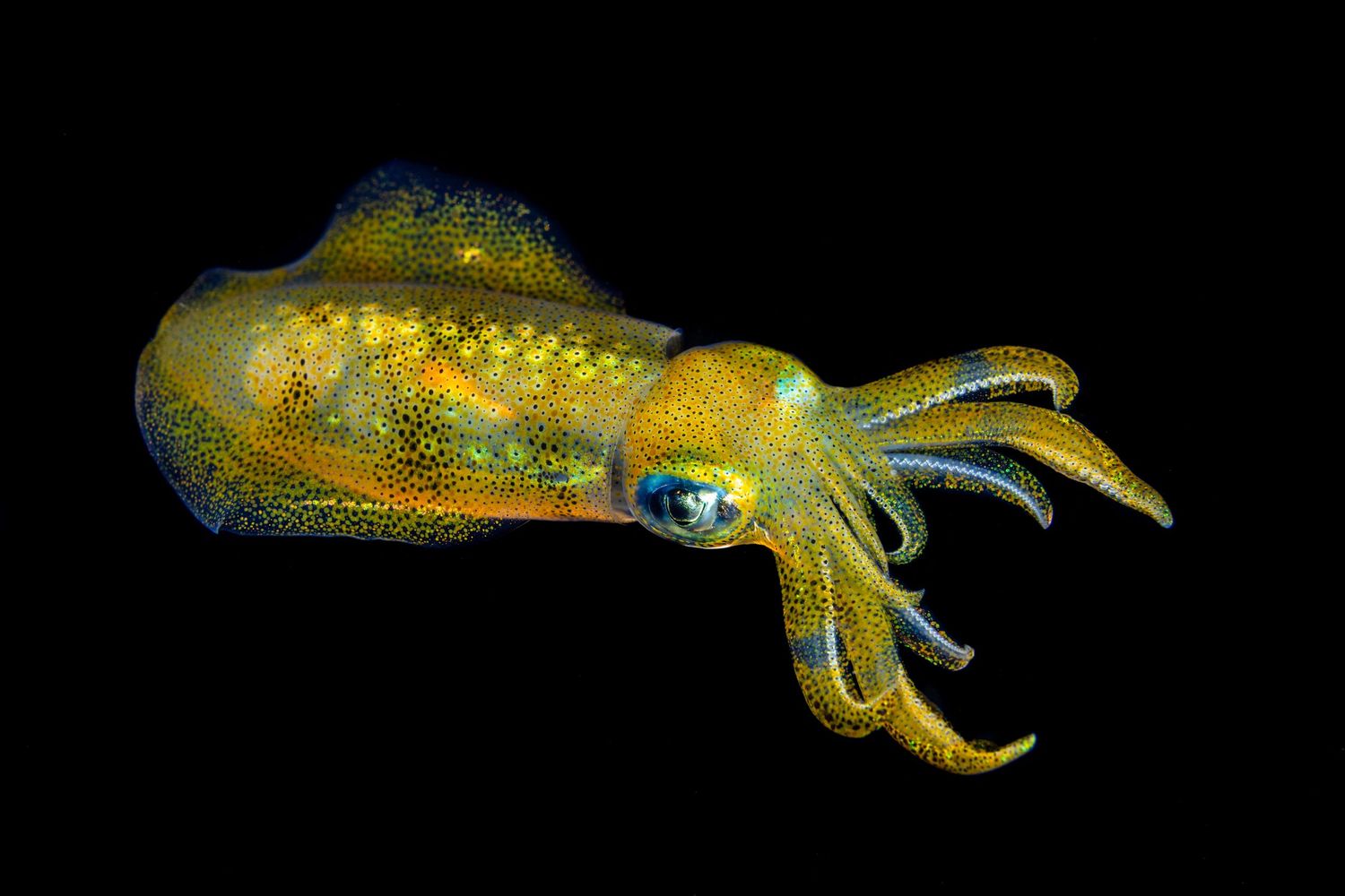 Photo of a yellow squid on a black water dive in Anilao, Philippines