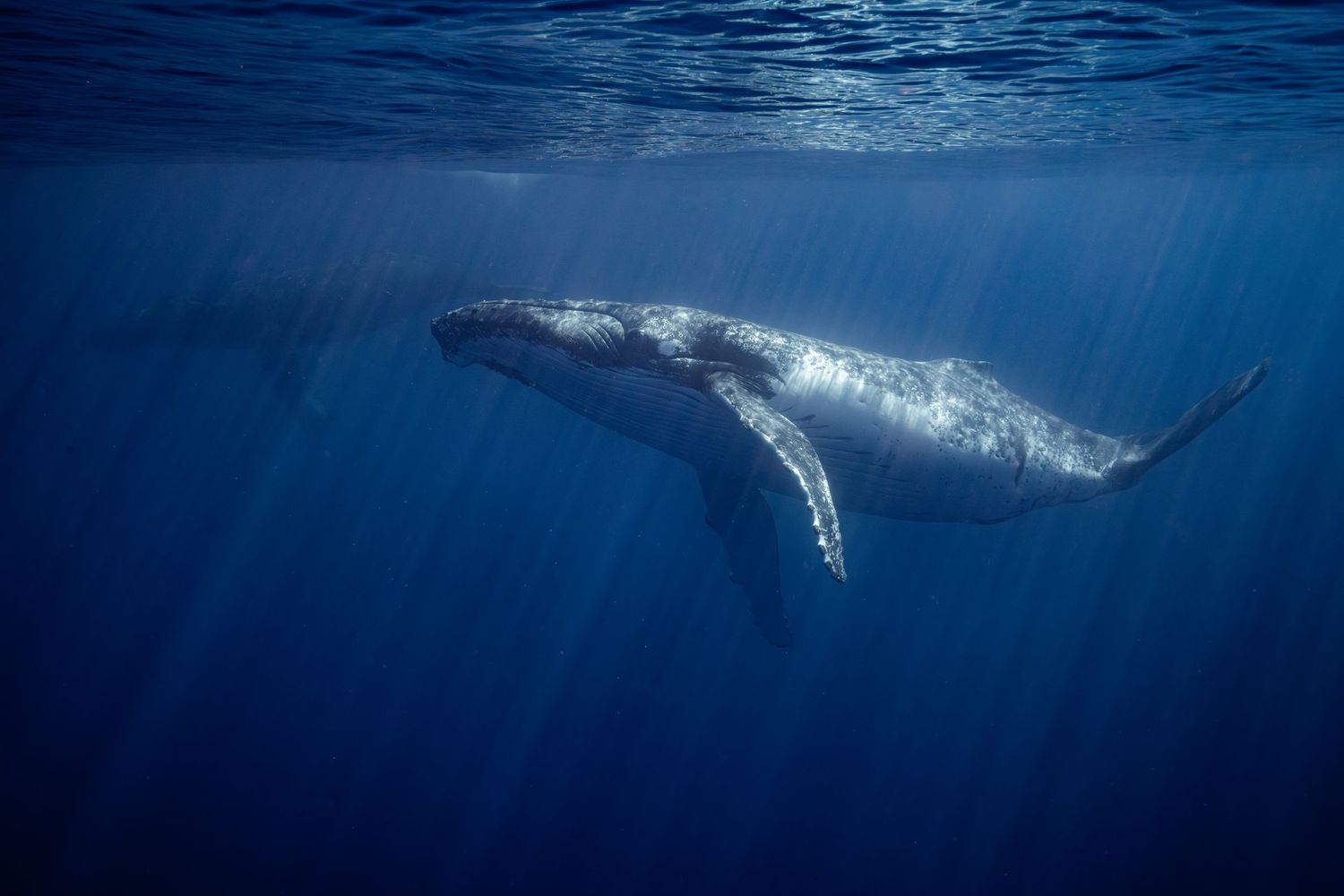 Photo of two young male humpback whales (Megaptera novaeangliae) in the Indian Ocean, close to la Réunion