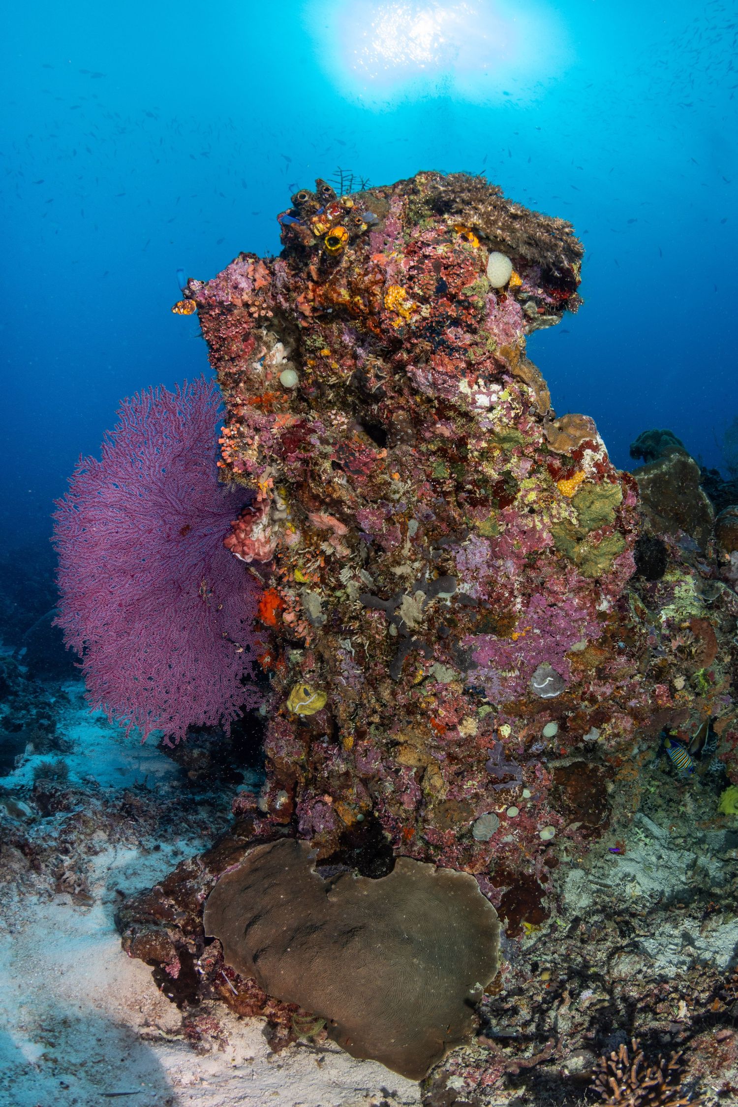 Photo of a colorful coral reef in Indonesia