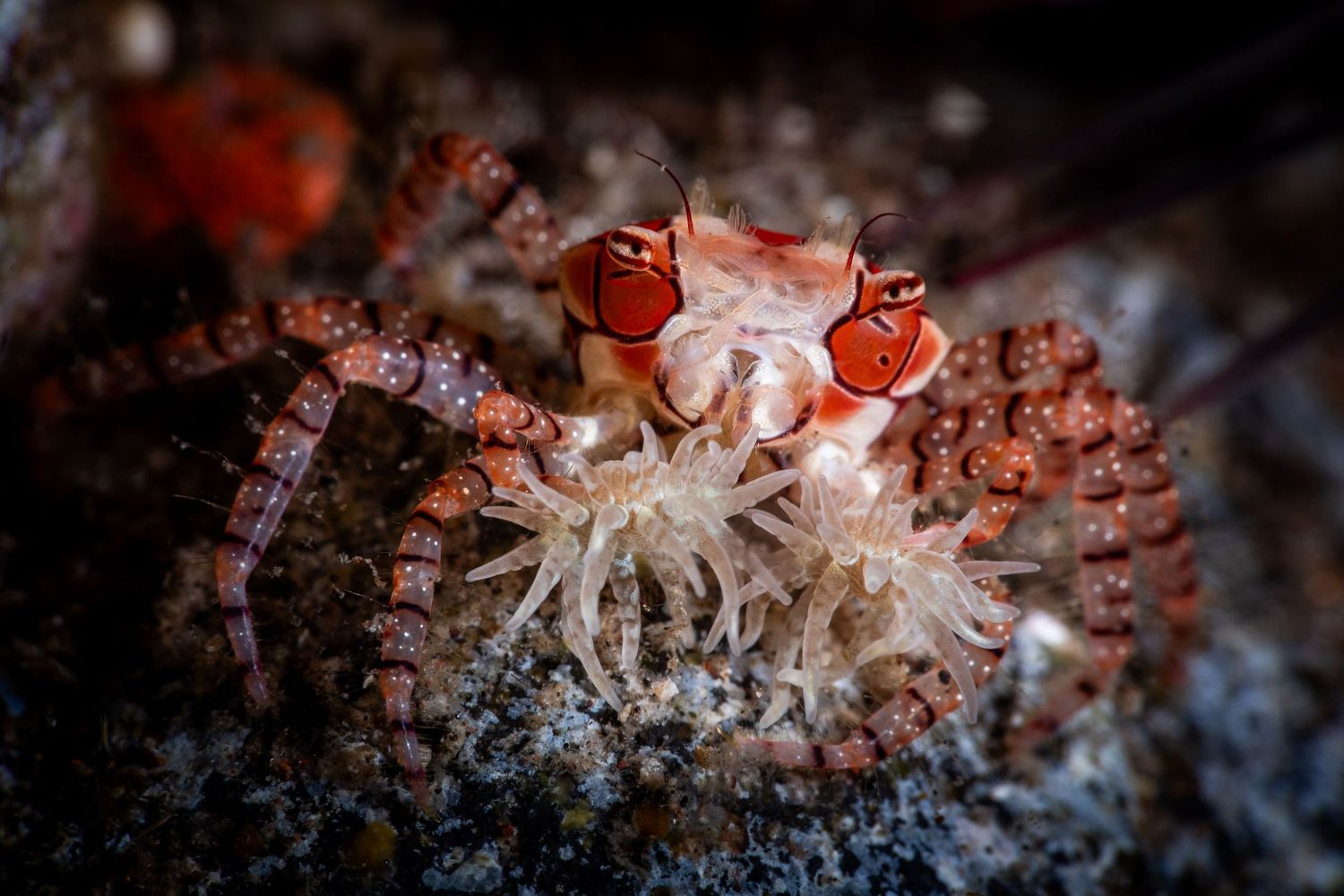 Macro photo of a Boxer Crab (Lybia tessellata) in Anilao, Philippines
