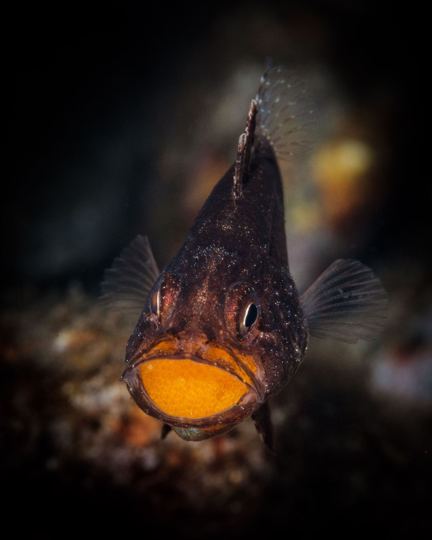 Cardinal fish brooding eegs in it's mouth