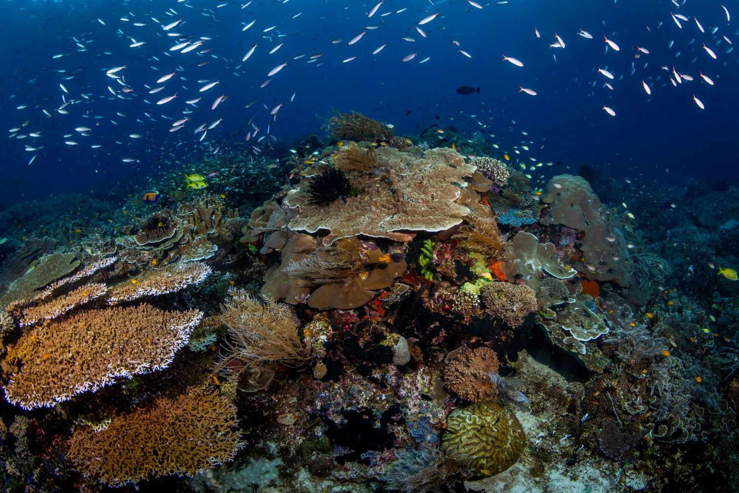 Picture of a healthy and thriving coral reel in Raja Ampat, West Papua, Indonesia