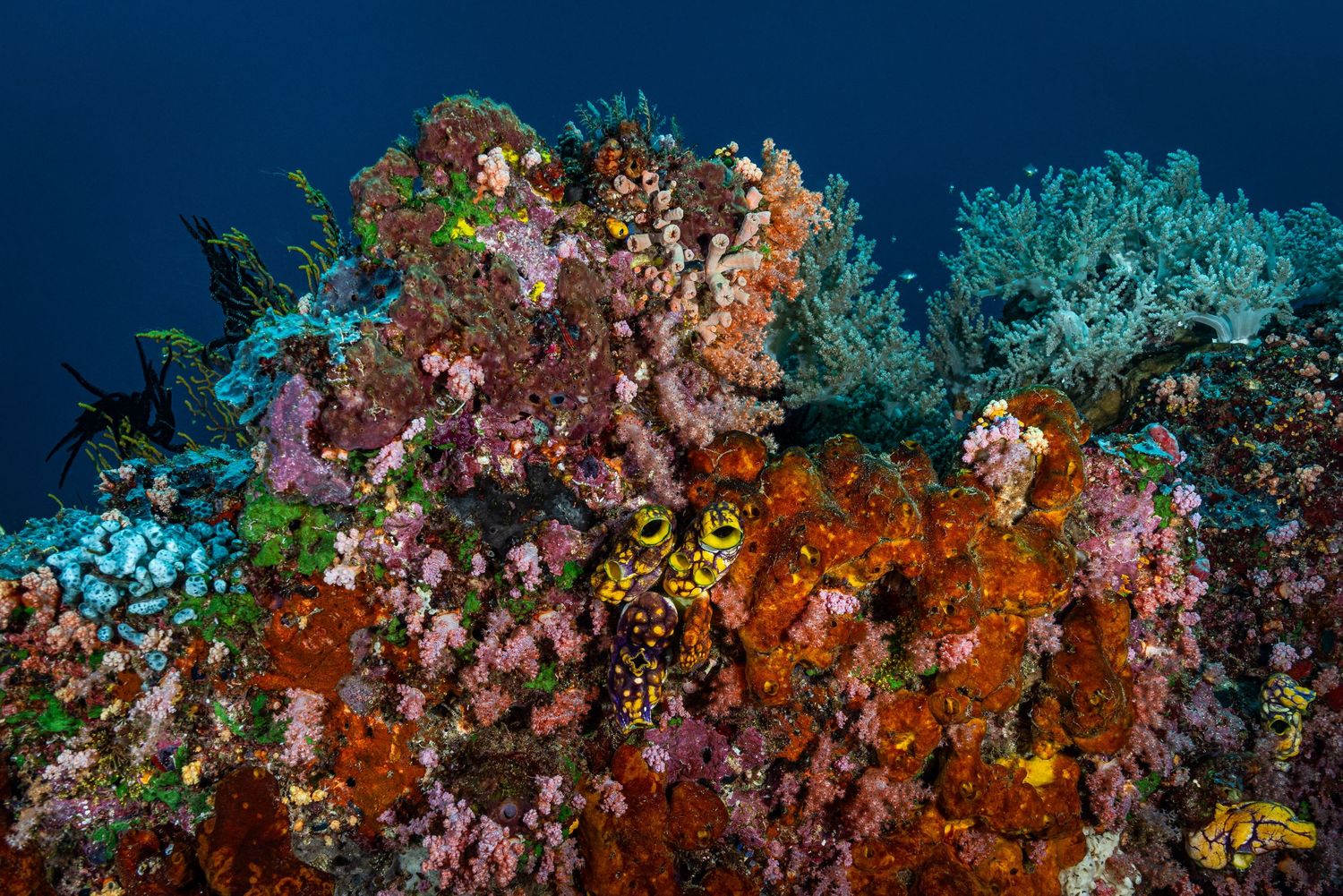 Photo of a colorful coral reef in Indonesia