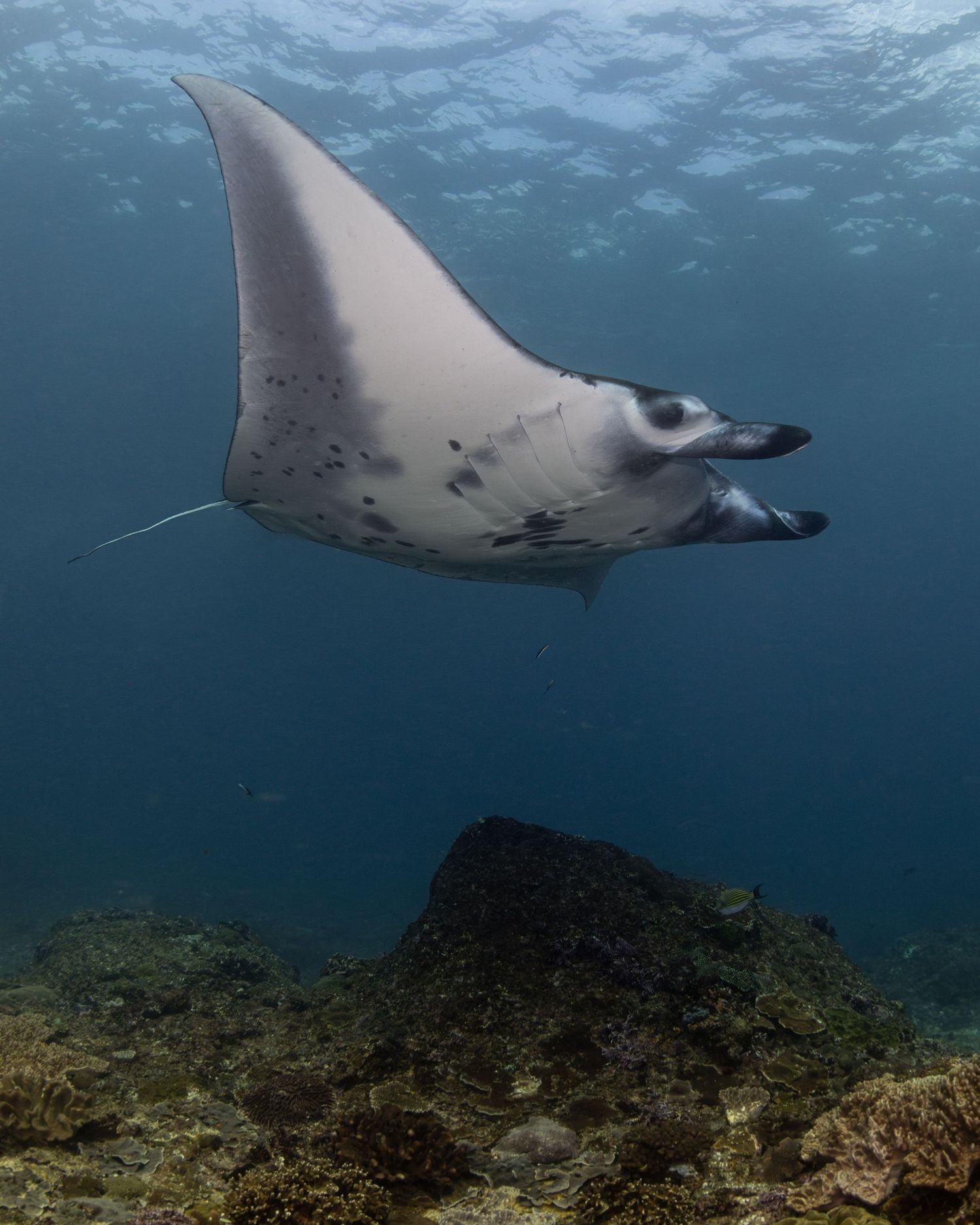 Photo one reef manta ray (Mobula alfredi) at Manta Point, near Nusa Penida, Bali, Indonesia