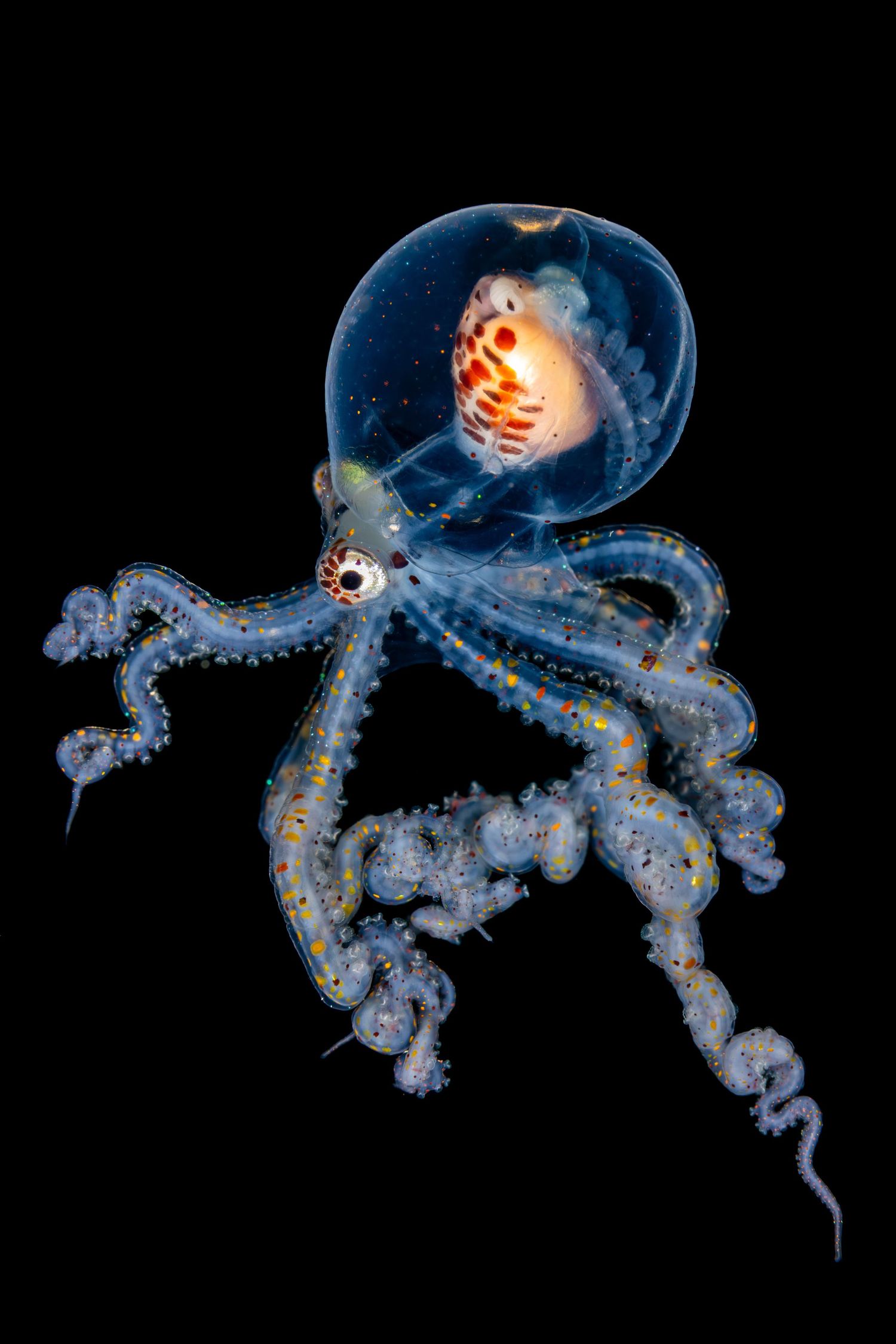 Photo of a larval Wunderpus photogenicus on a black water dive in Anilao, Philippines.
