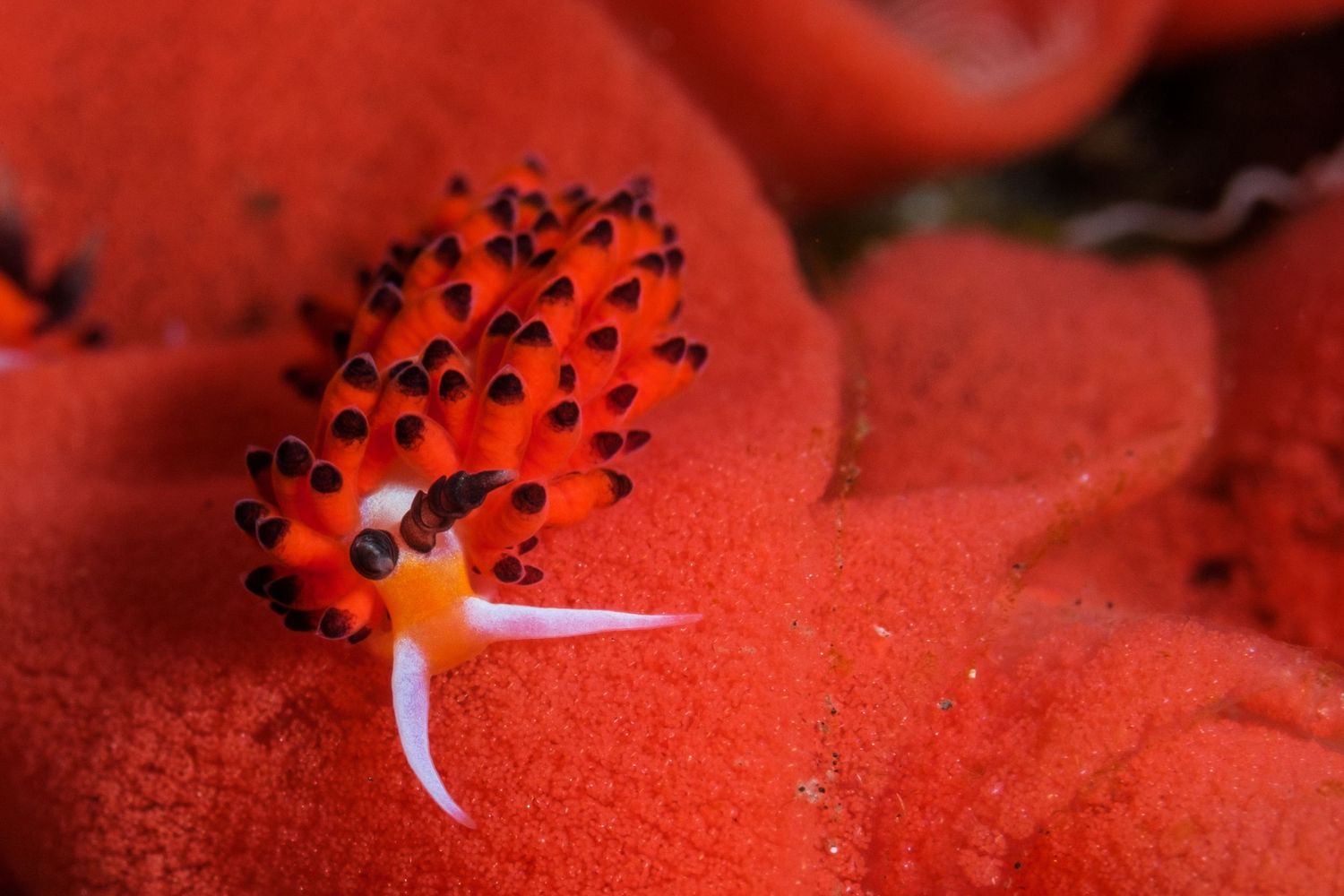 Macro photo of a Favorinus tsuruganus eating eggs