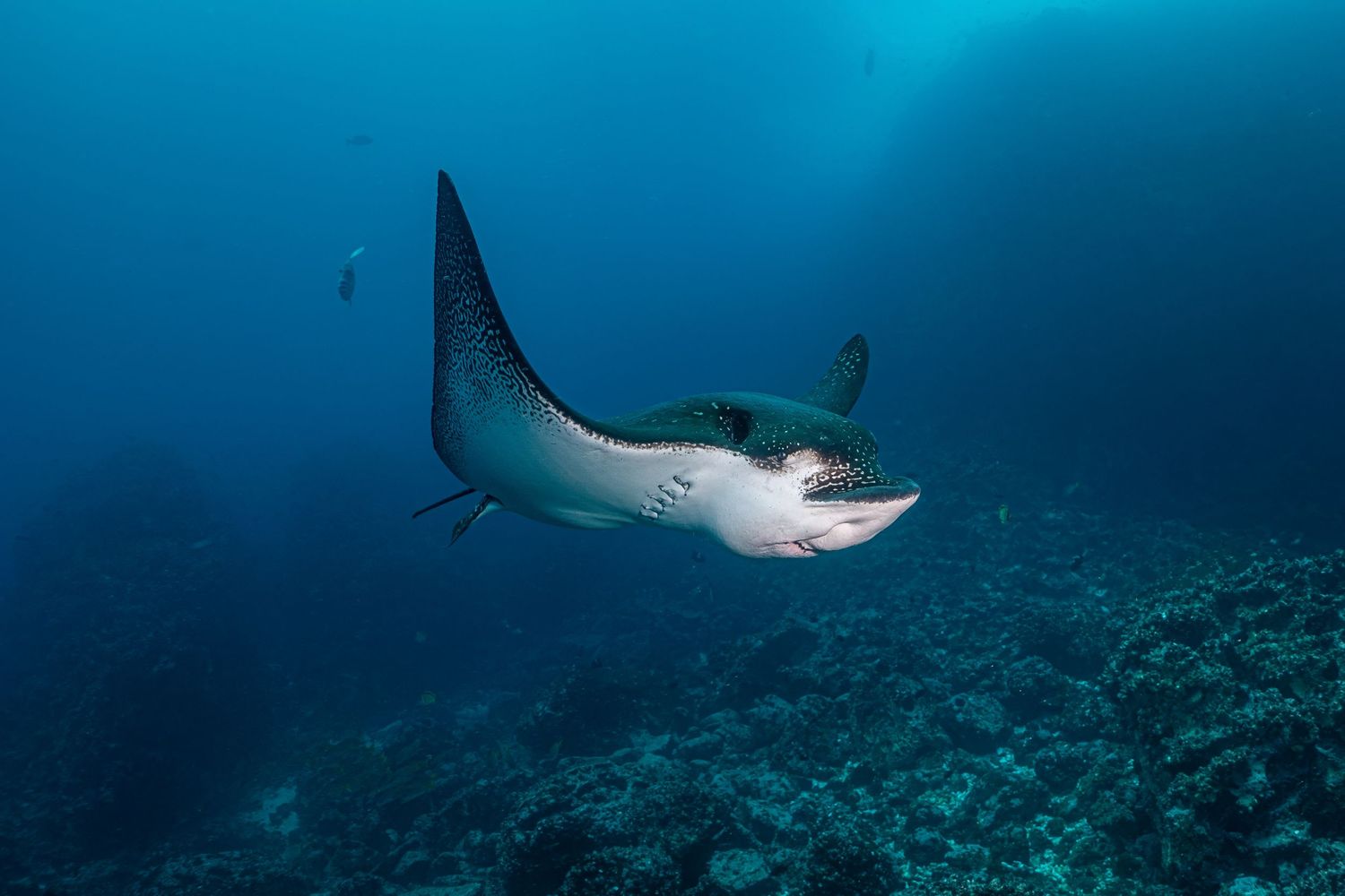 Photo of a spotted eagle ray (Aetobatus narinari) in the Galapagos at Gordon's Rock